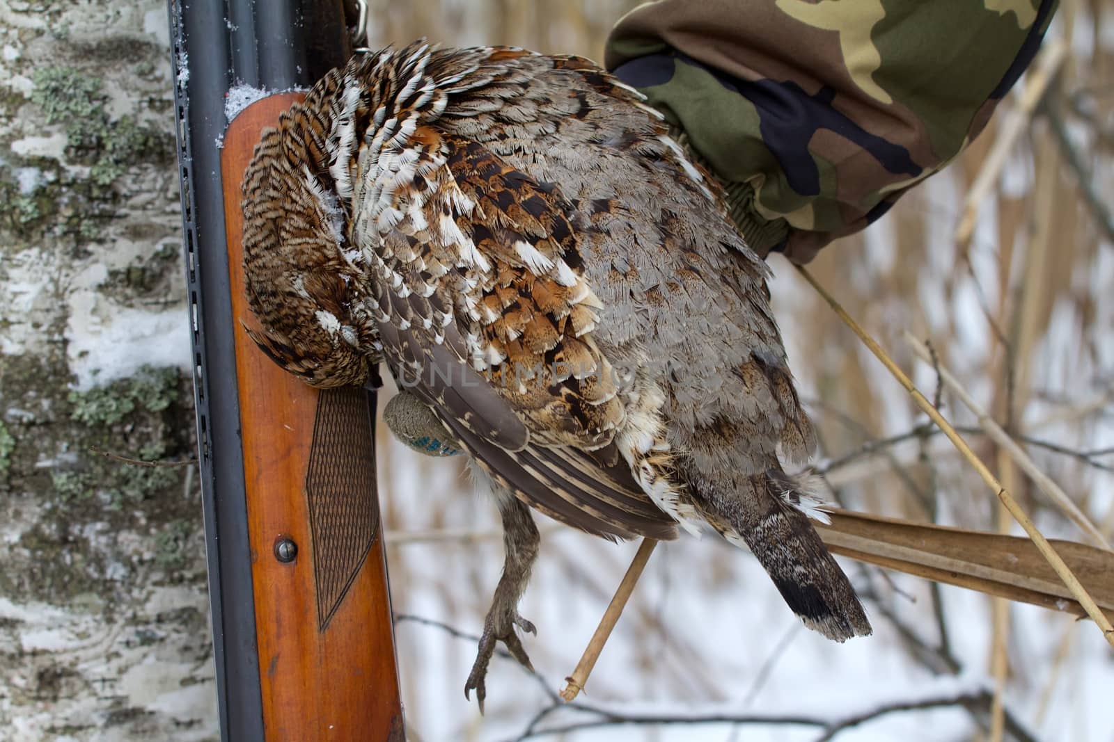 winter hunting for a hazel grouse. the trophy is taken