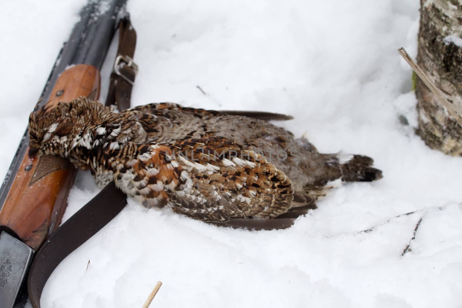 winter hunting for a hazel grouse. the trophy is taken