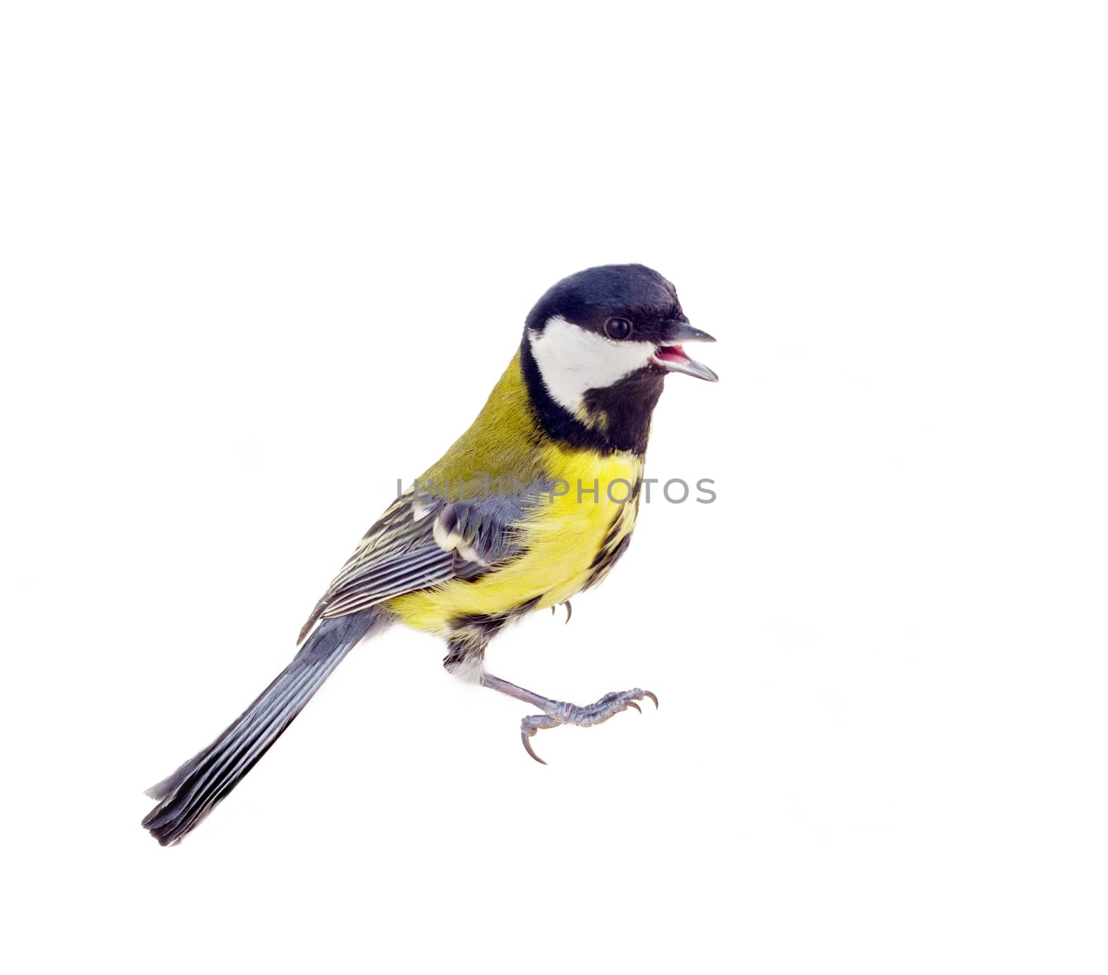 Great tit isolated on white, during winter period.