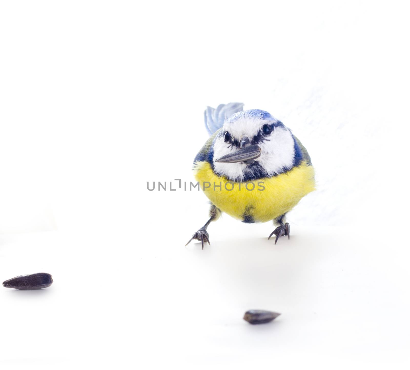 blue tit isolated on white; during winter period.
