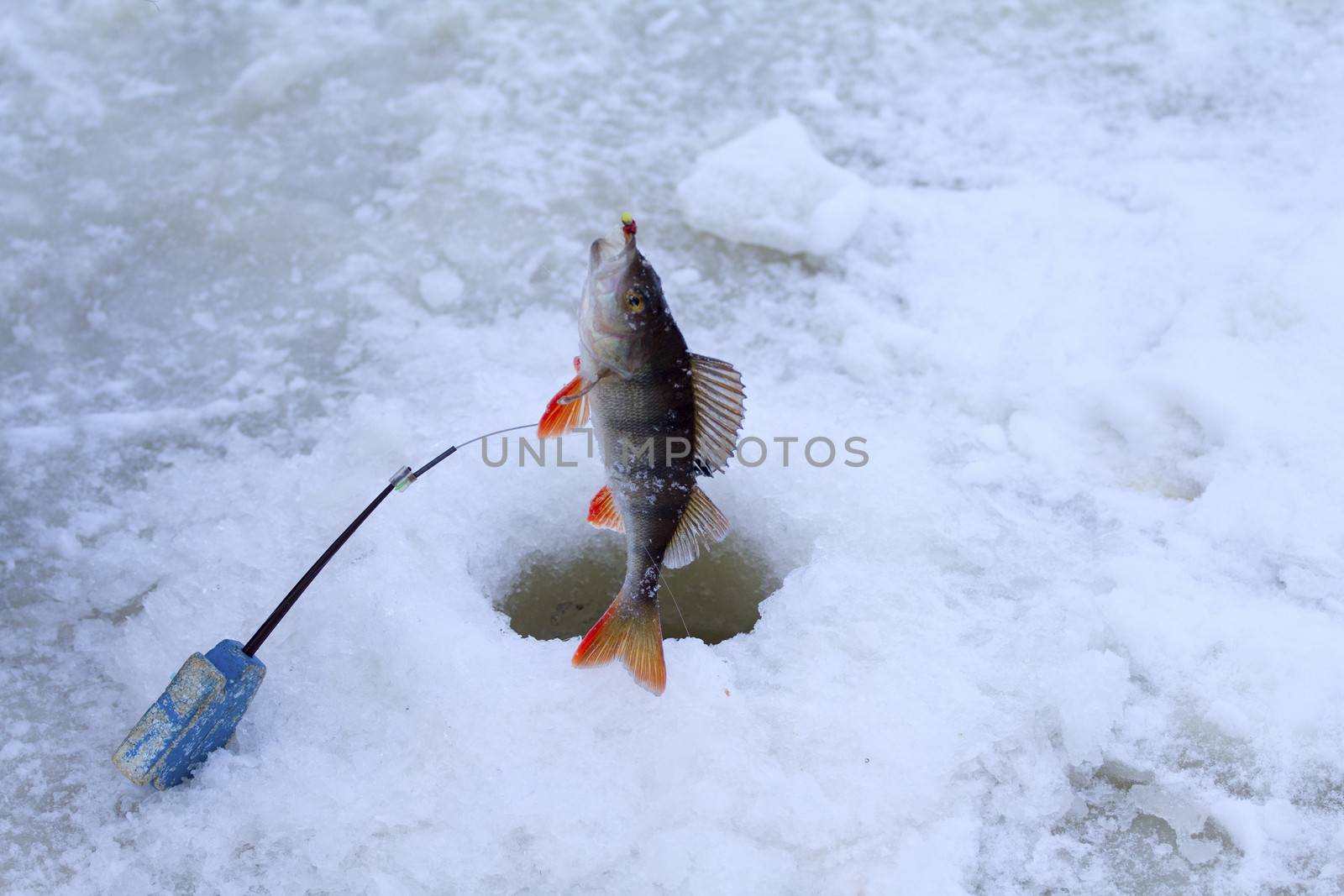 winter perch fishing leisure by max51288