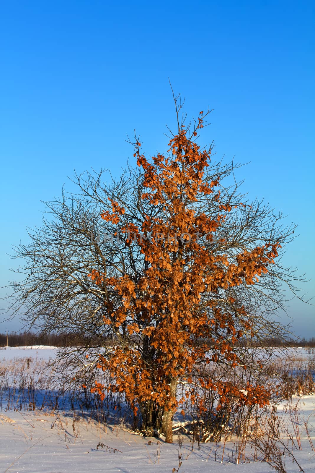 oak with leaves in the middle of the severe winter