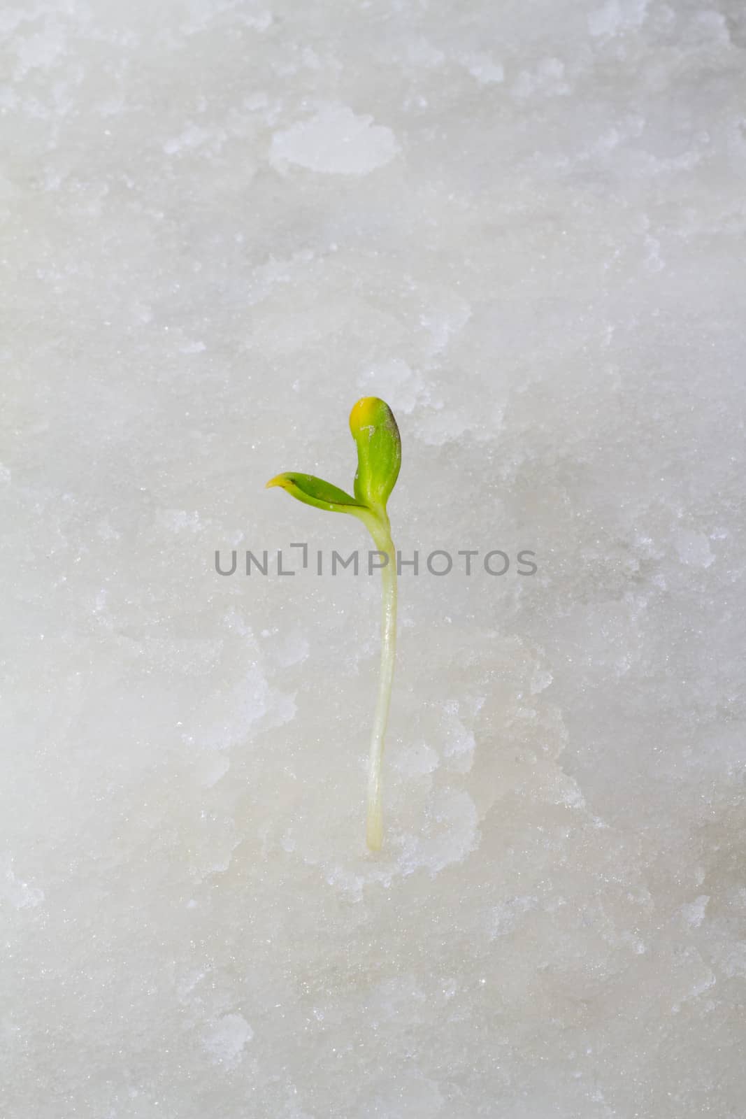 the first plants by the beginning of spring