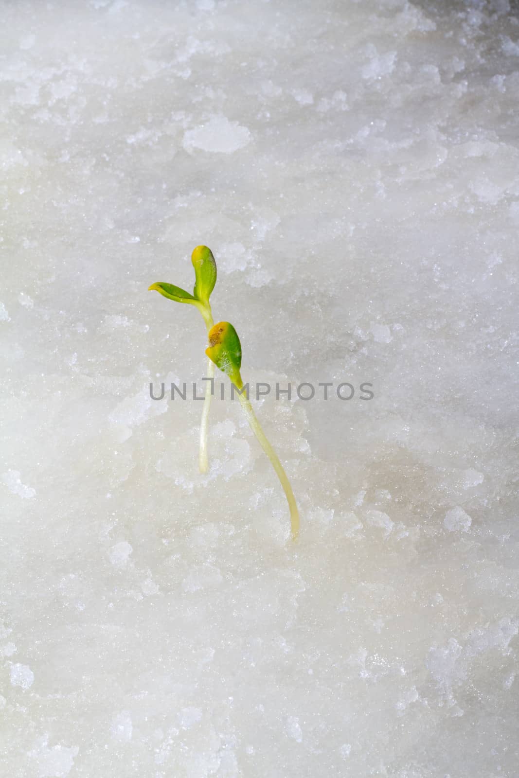 the first plants by the beginning of spring