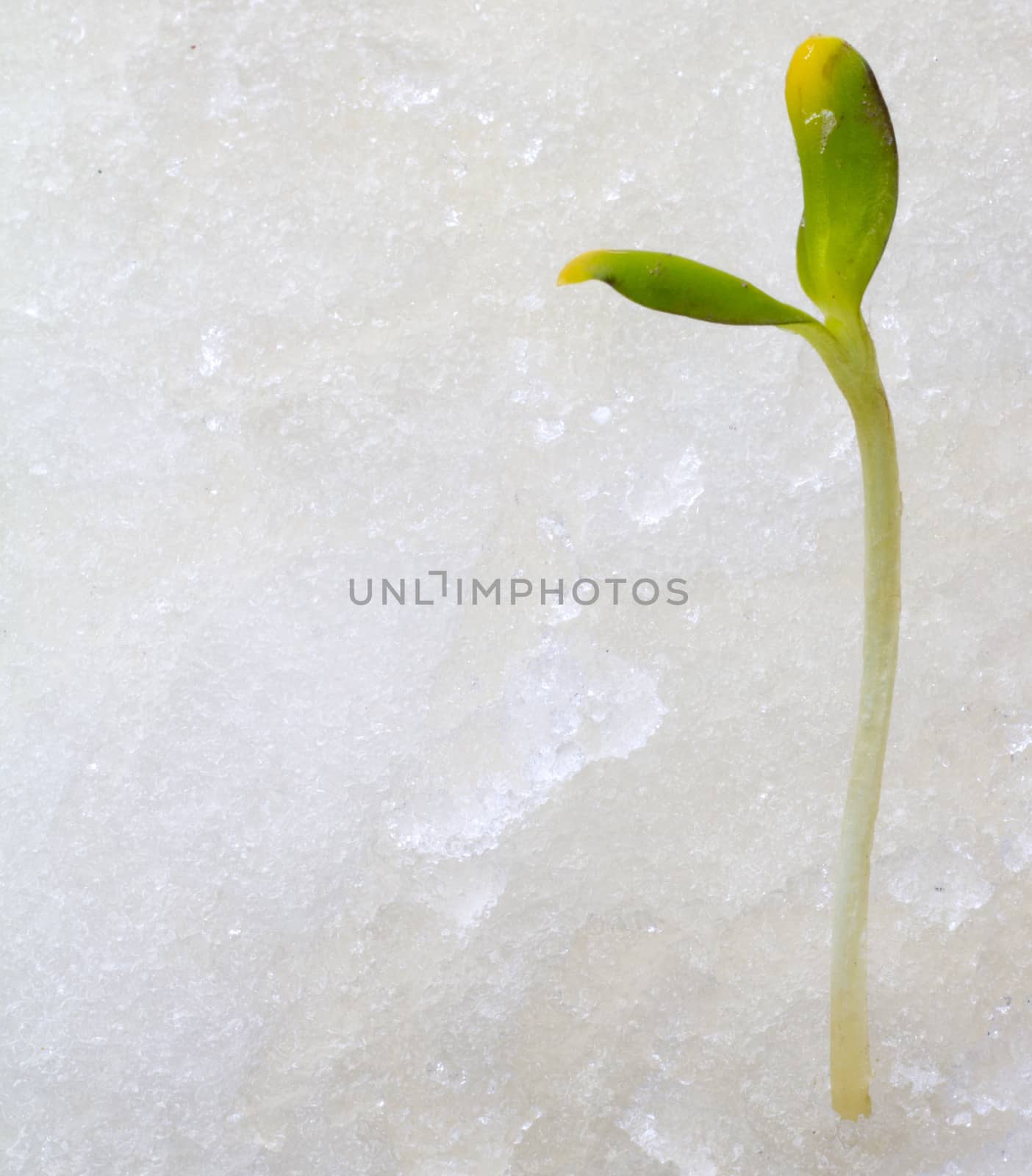 the first plants by the beginning of spring