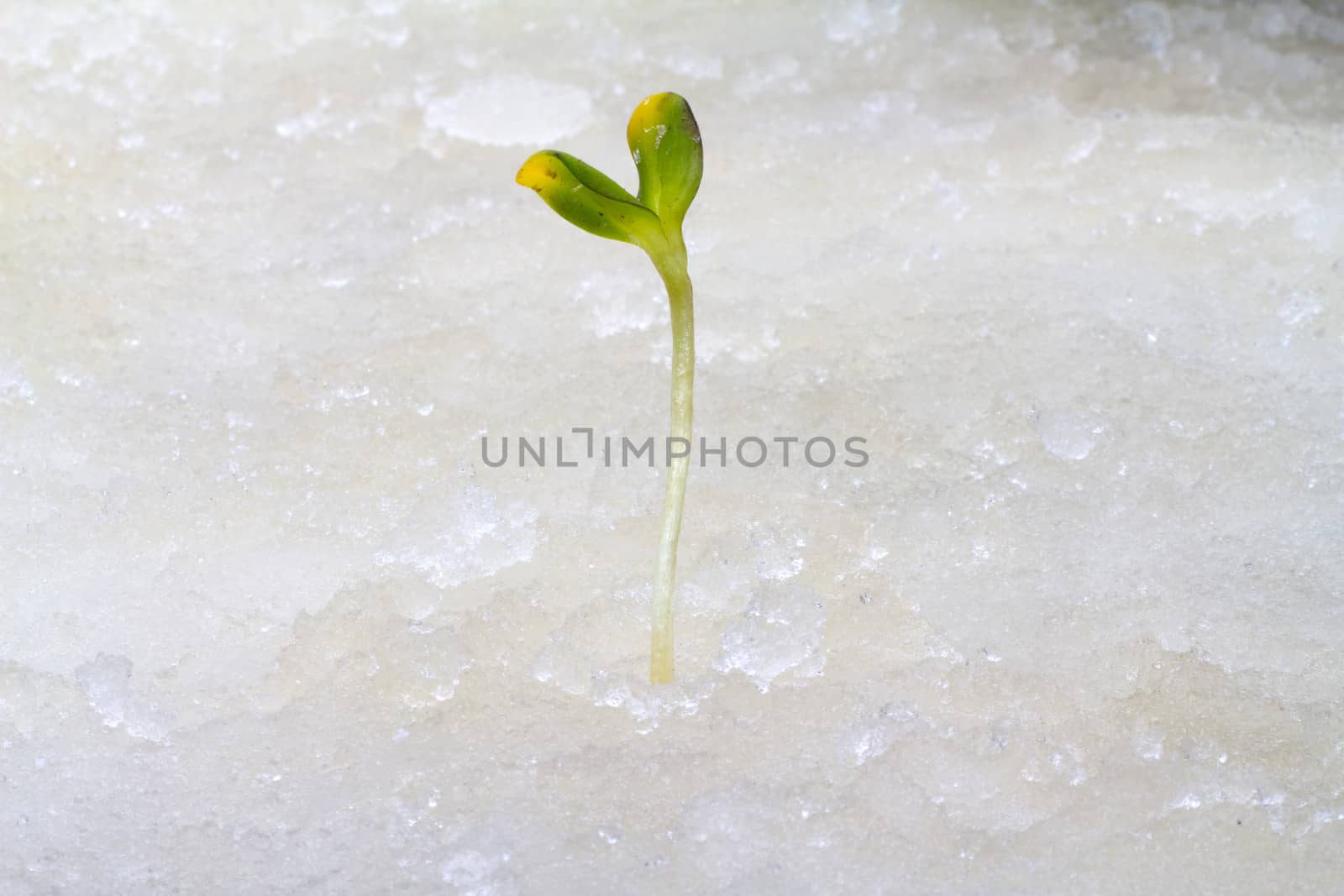 the first plants by the beginning of spring