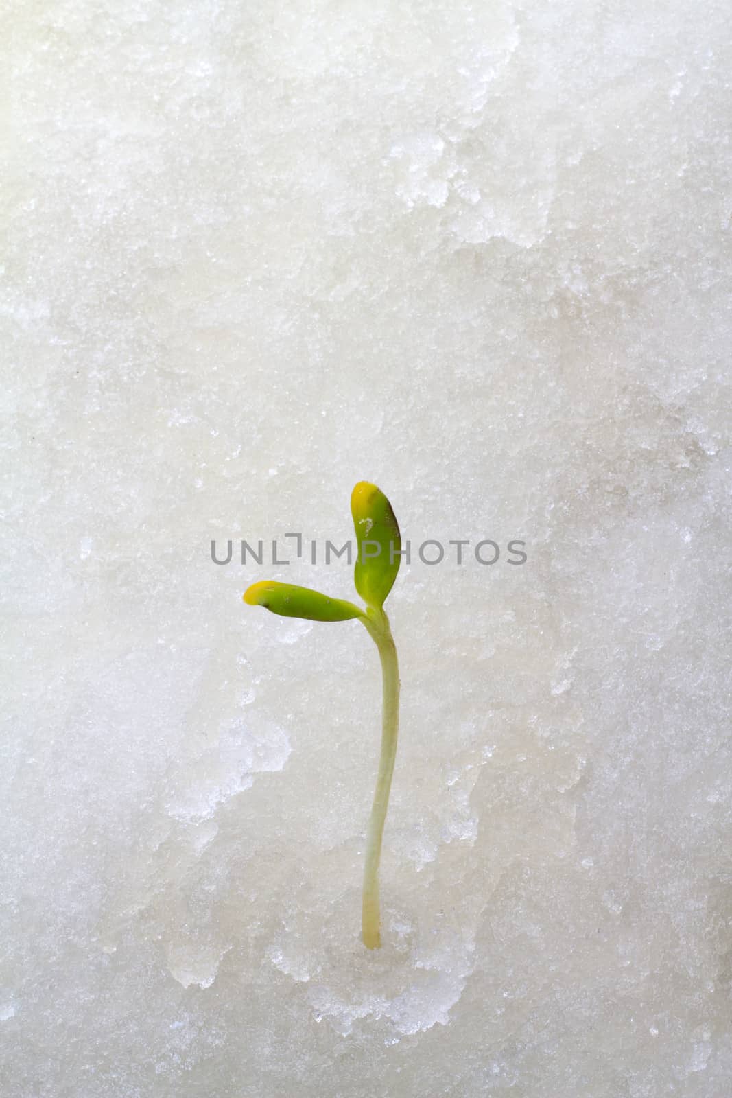 the first plants by the beginning of spring