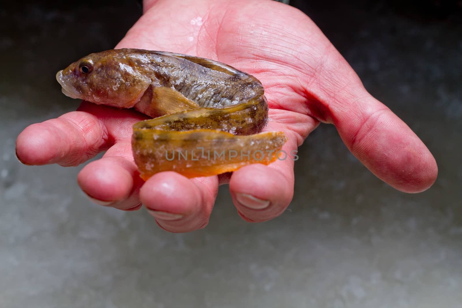 mother-of-eels from a winter catch of ice fishing