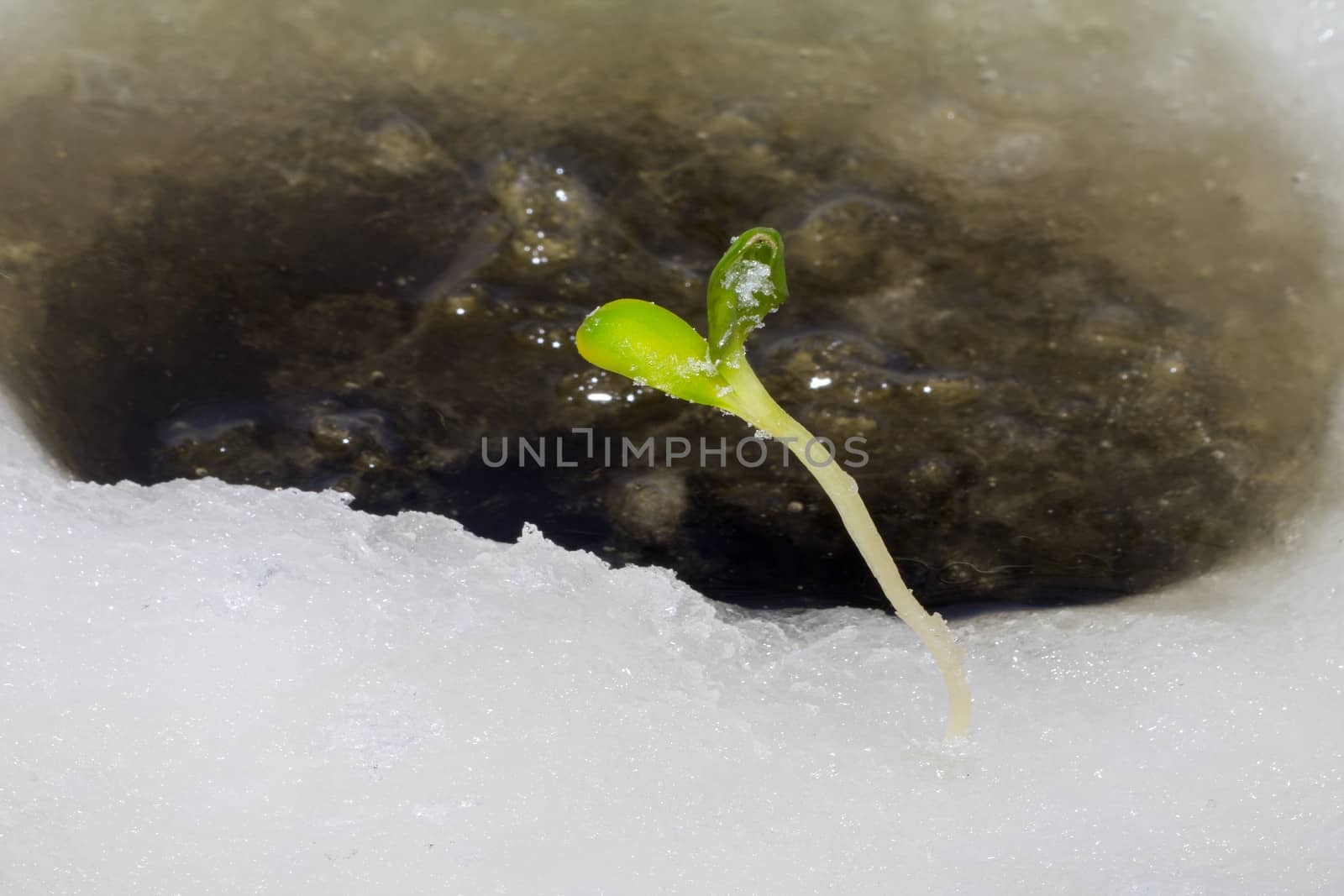 the first plants by the beginning of spring