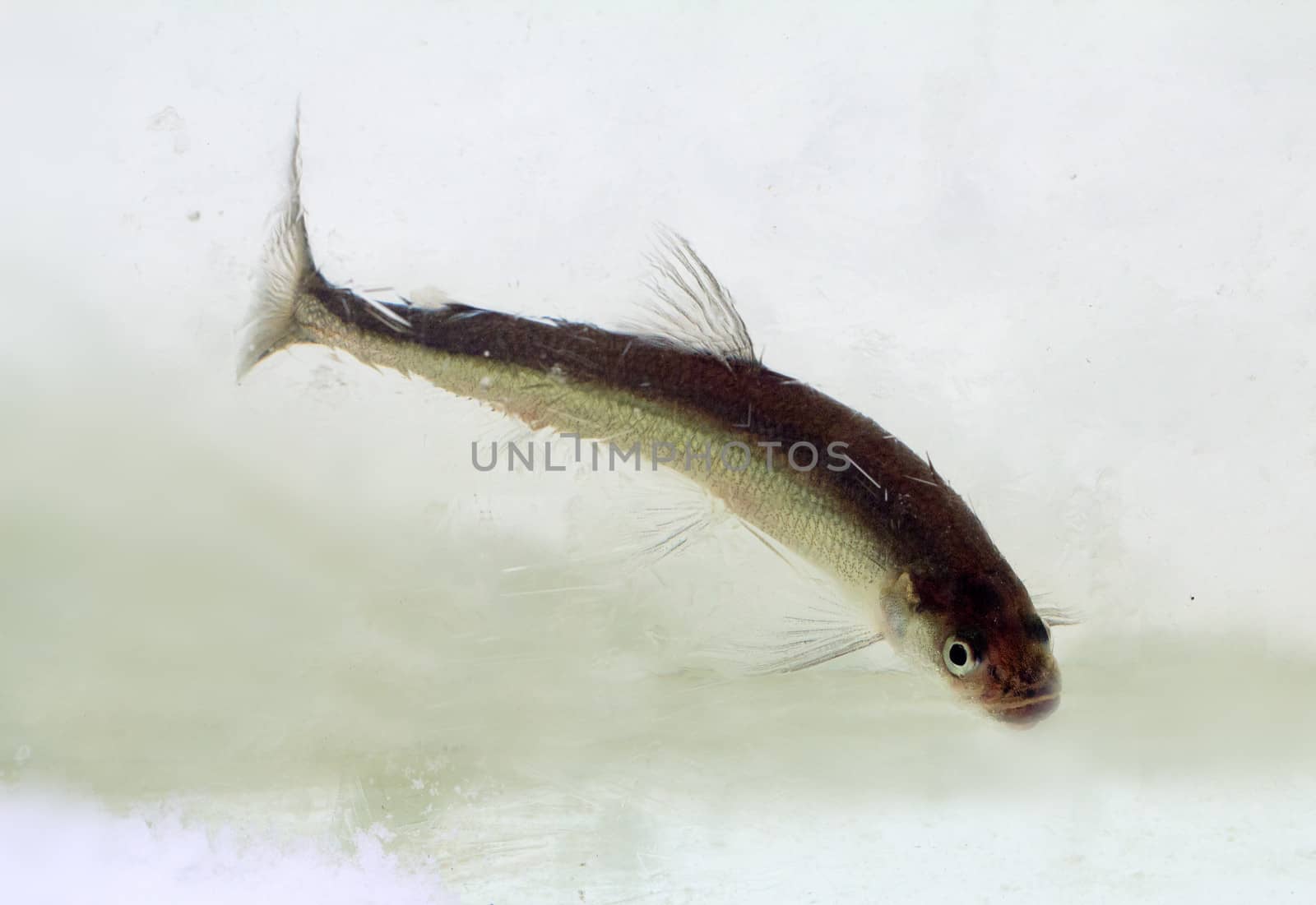 smelt in the winter under ice (Osmerus eperlanus) by max51288