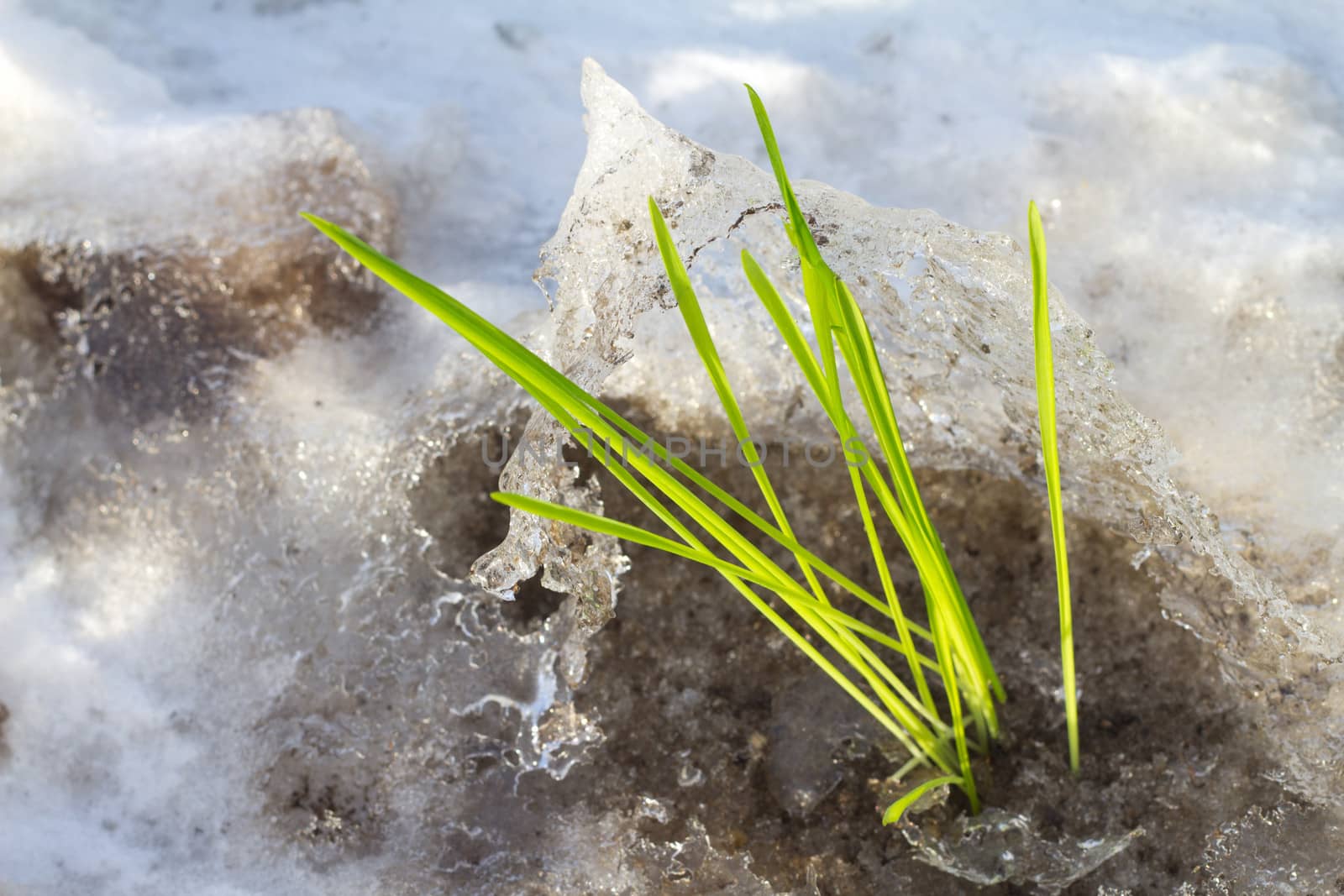 the first plants warmed by the spring sun