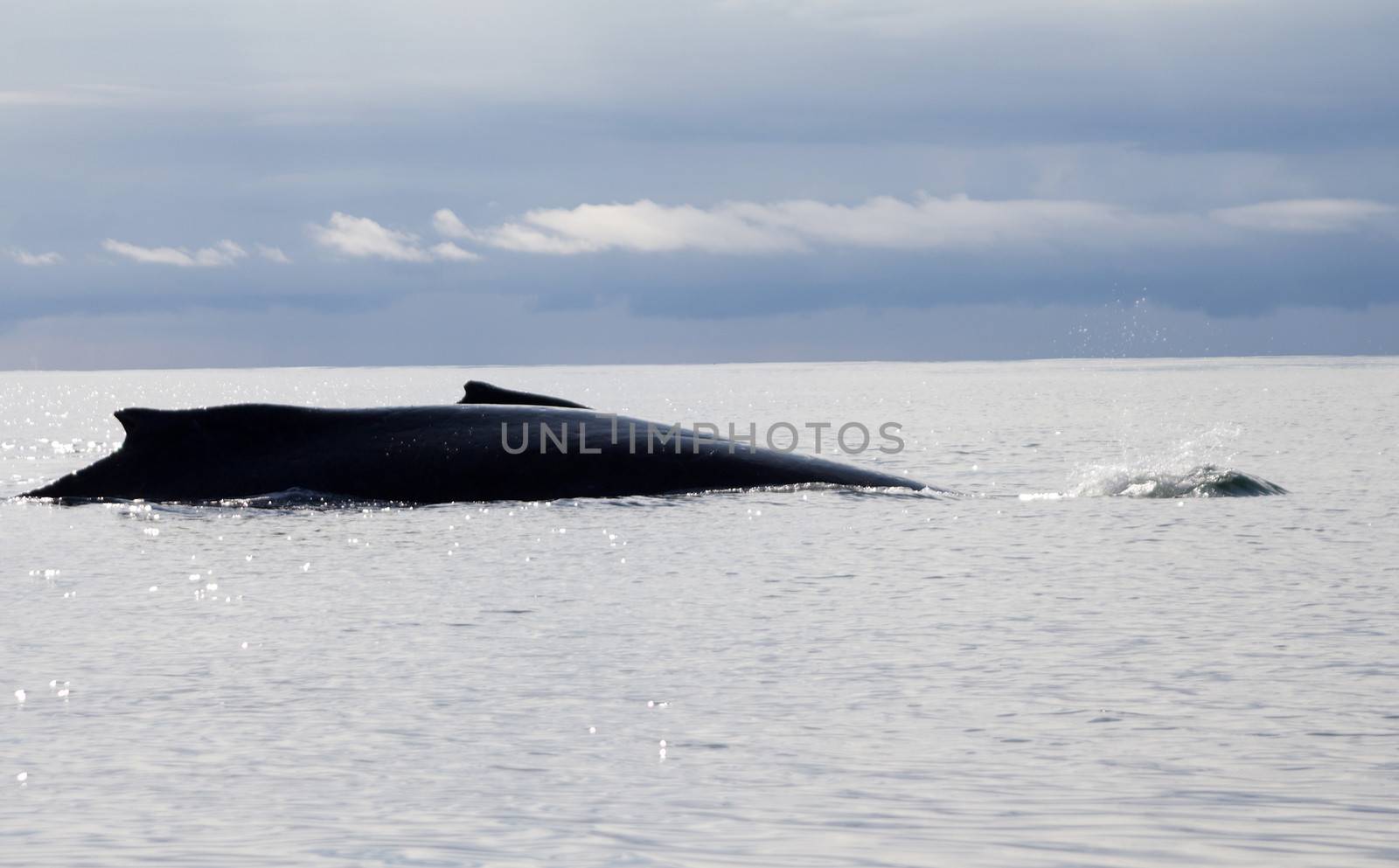 humpback whale (lat. Megaptera novaeangliae) by max51288
