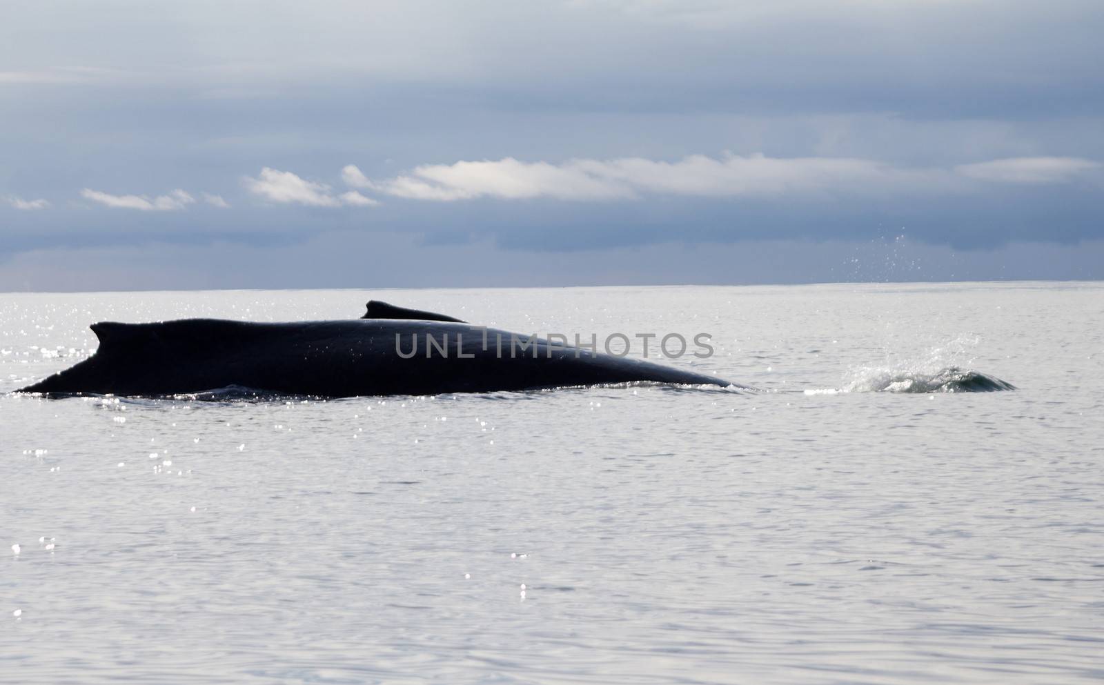 humpback whale (lat. Megaptera novaeangliae) Commander Islands. Russia