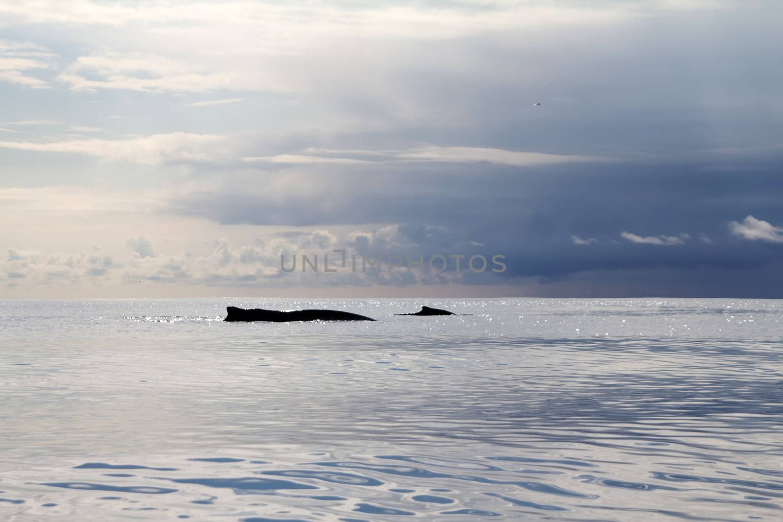 humpback whale (lat. Megaptera novaeangliae) Commander Islands. Russia