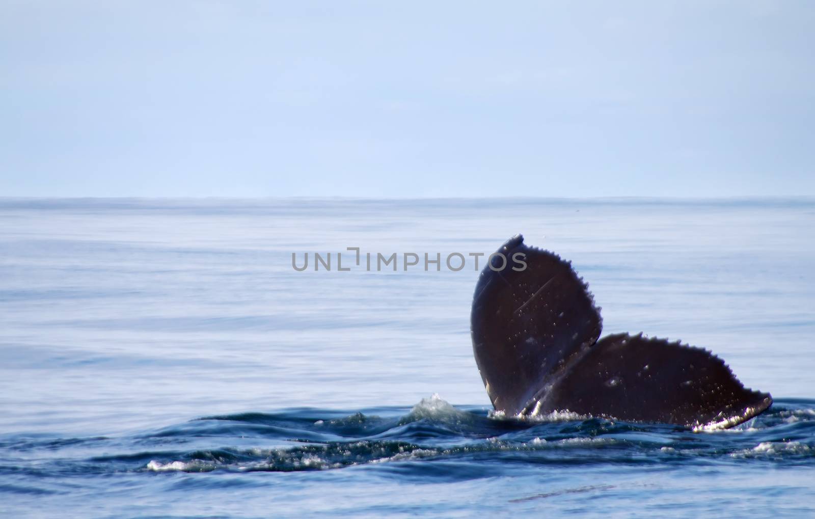 humpback whale (lat. Megaptera novaeangliae) by max51288