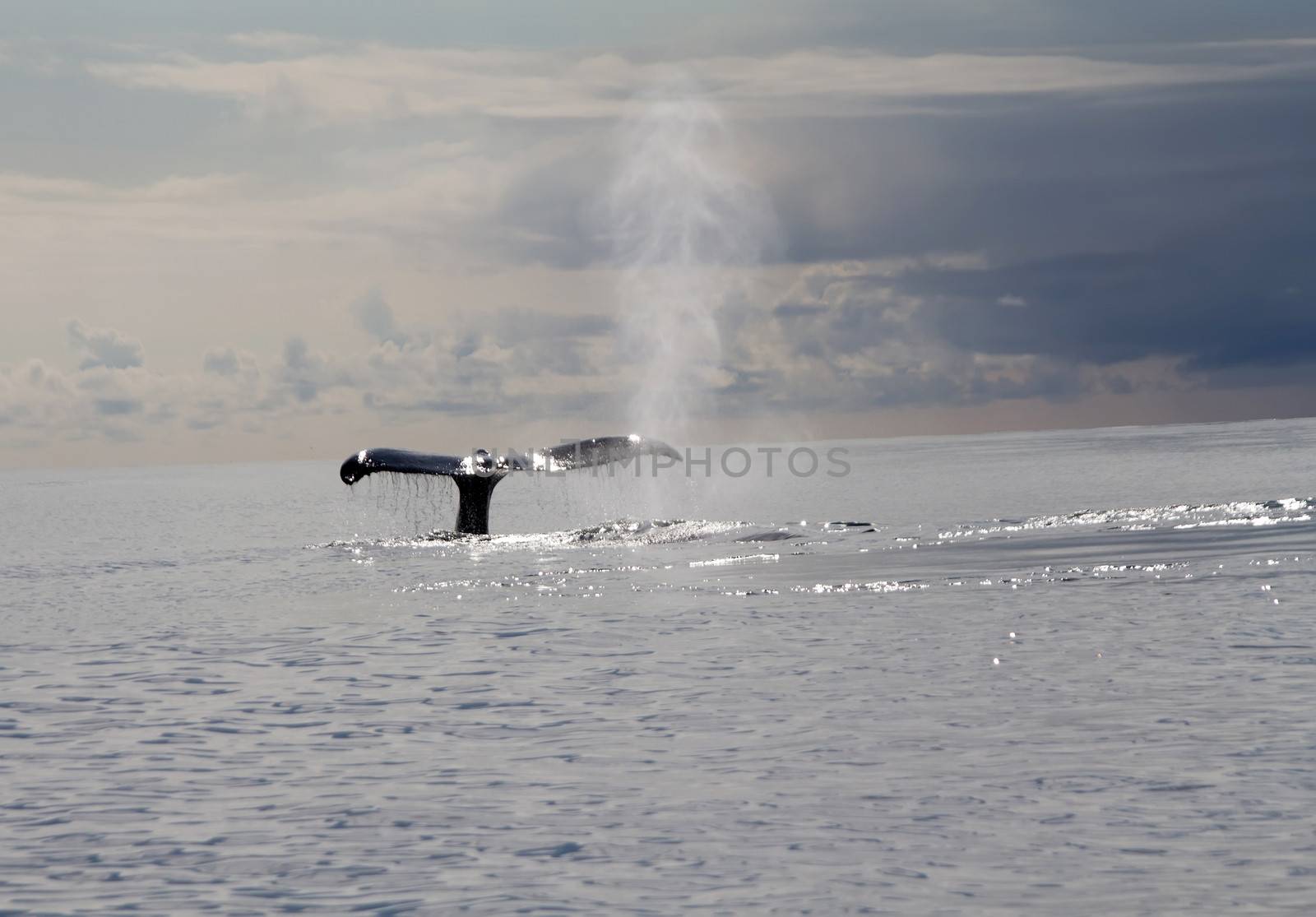 humpback whale (lat. Megaptera novaeangliae) Commander Islands. Russia