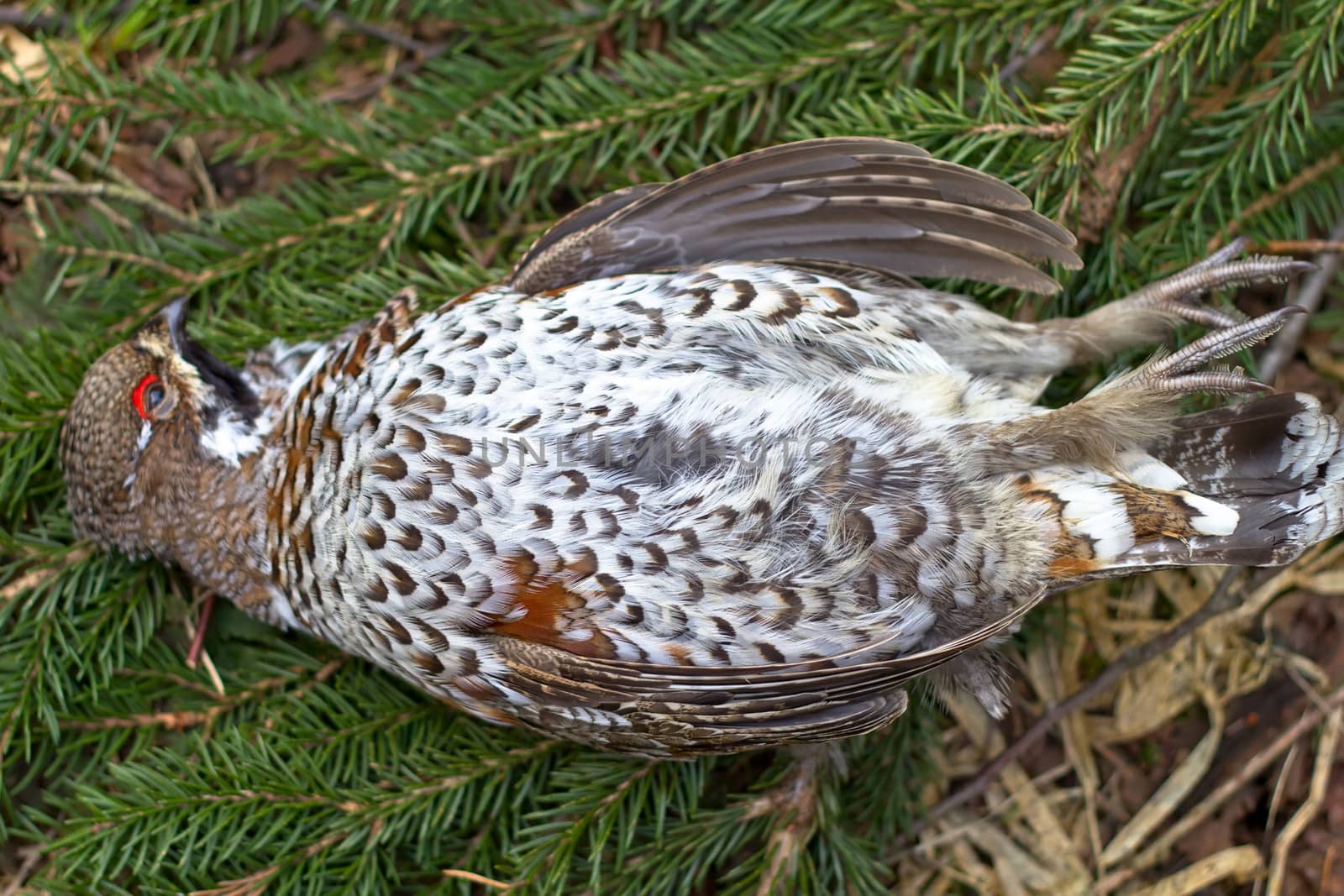 hunting for a hazel grouse. the trophy is taken