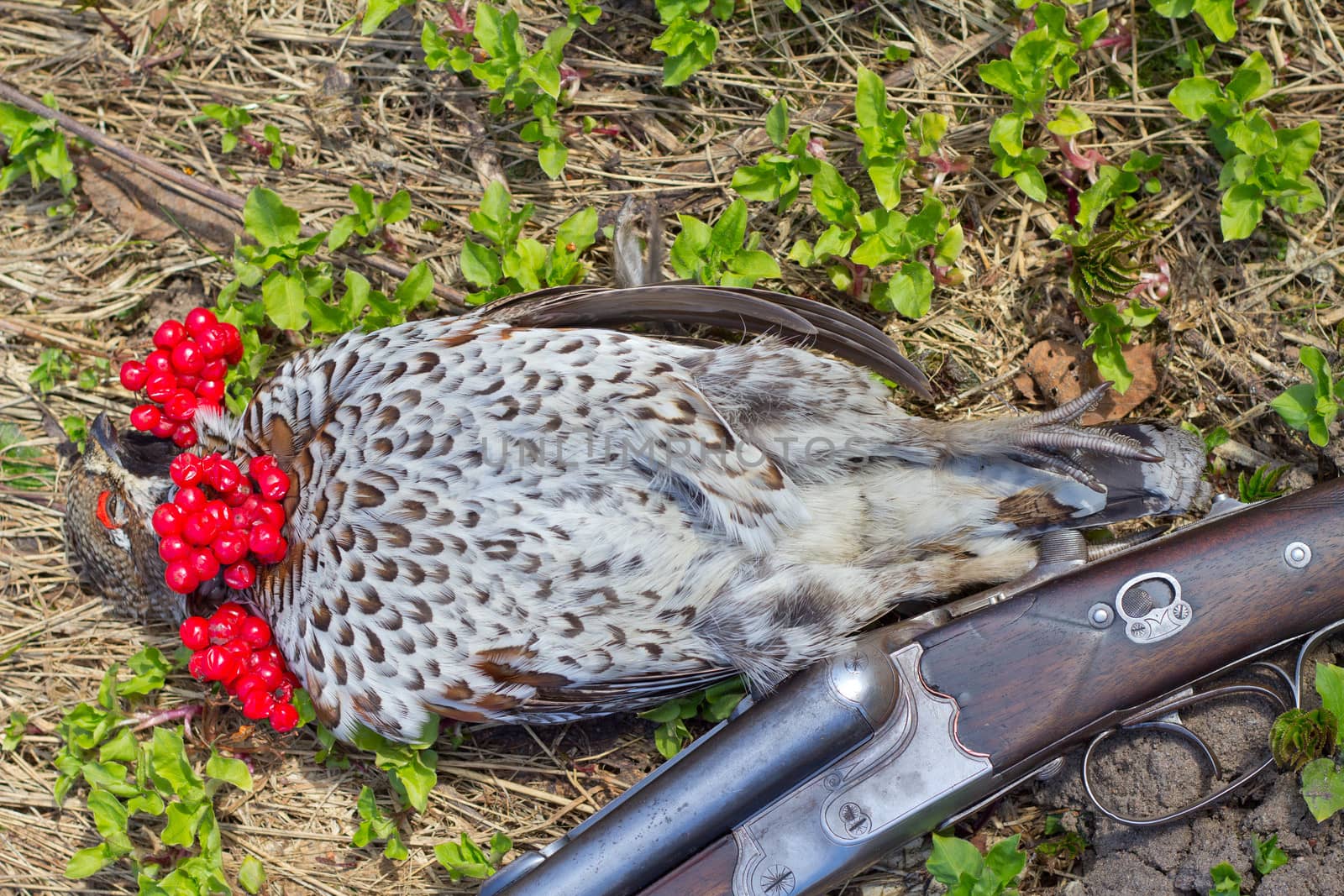 hunting  a hazel grouse by max51288