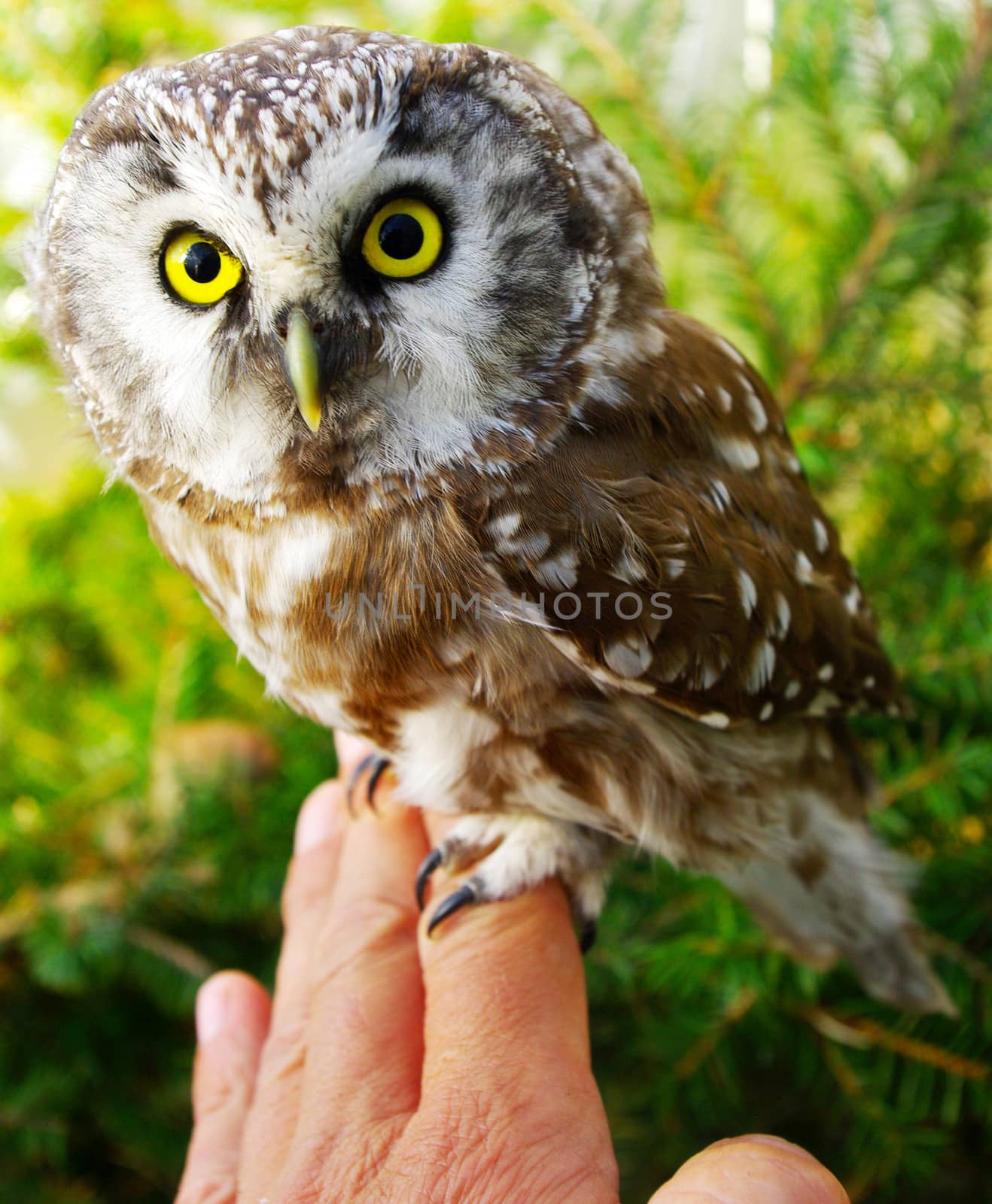 Owl (Aegolius funereus) on a hand close up