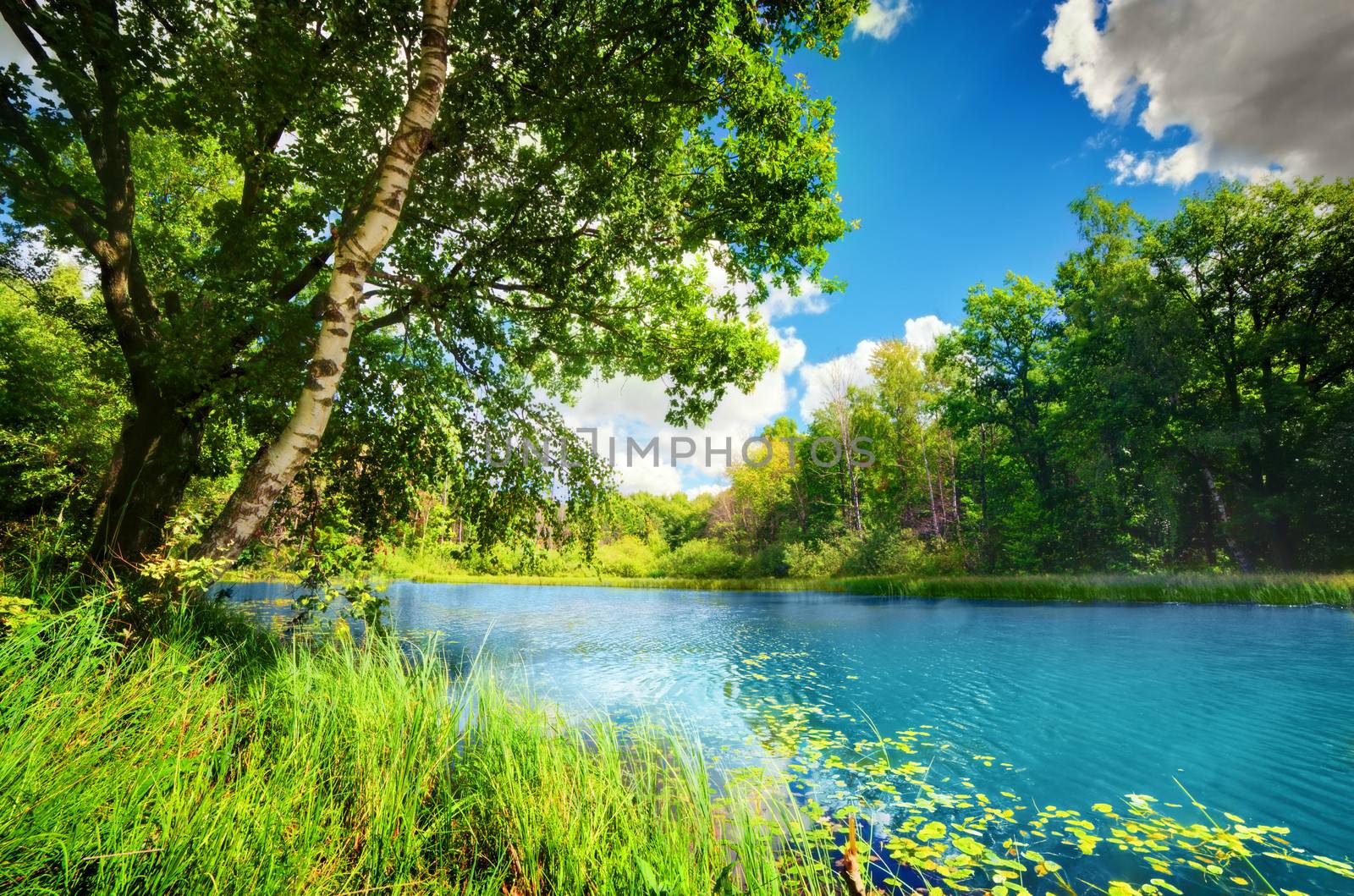 Clean tranquil lake in green spring summer forest. Blue sunny sky