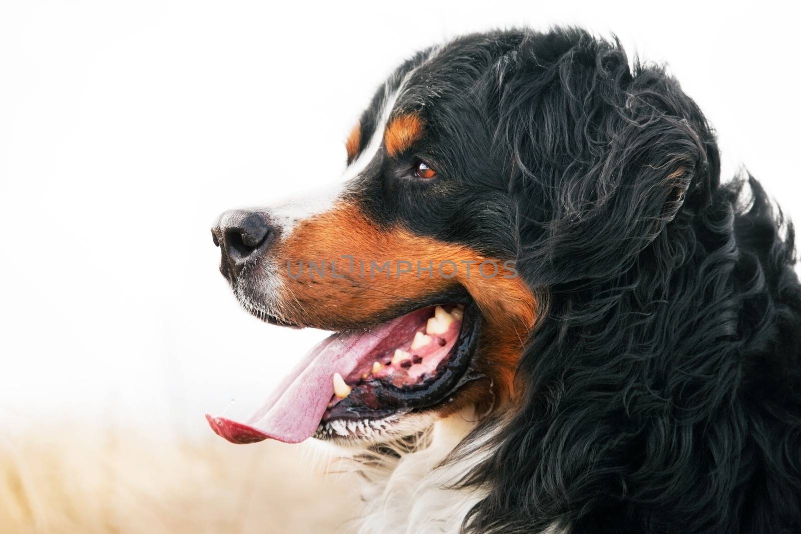 Bernese Mountain Dog portrait. Adult, purebred by photocreo