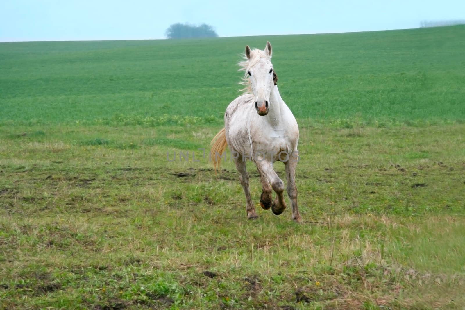 young white horse with a light mane running on a green field