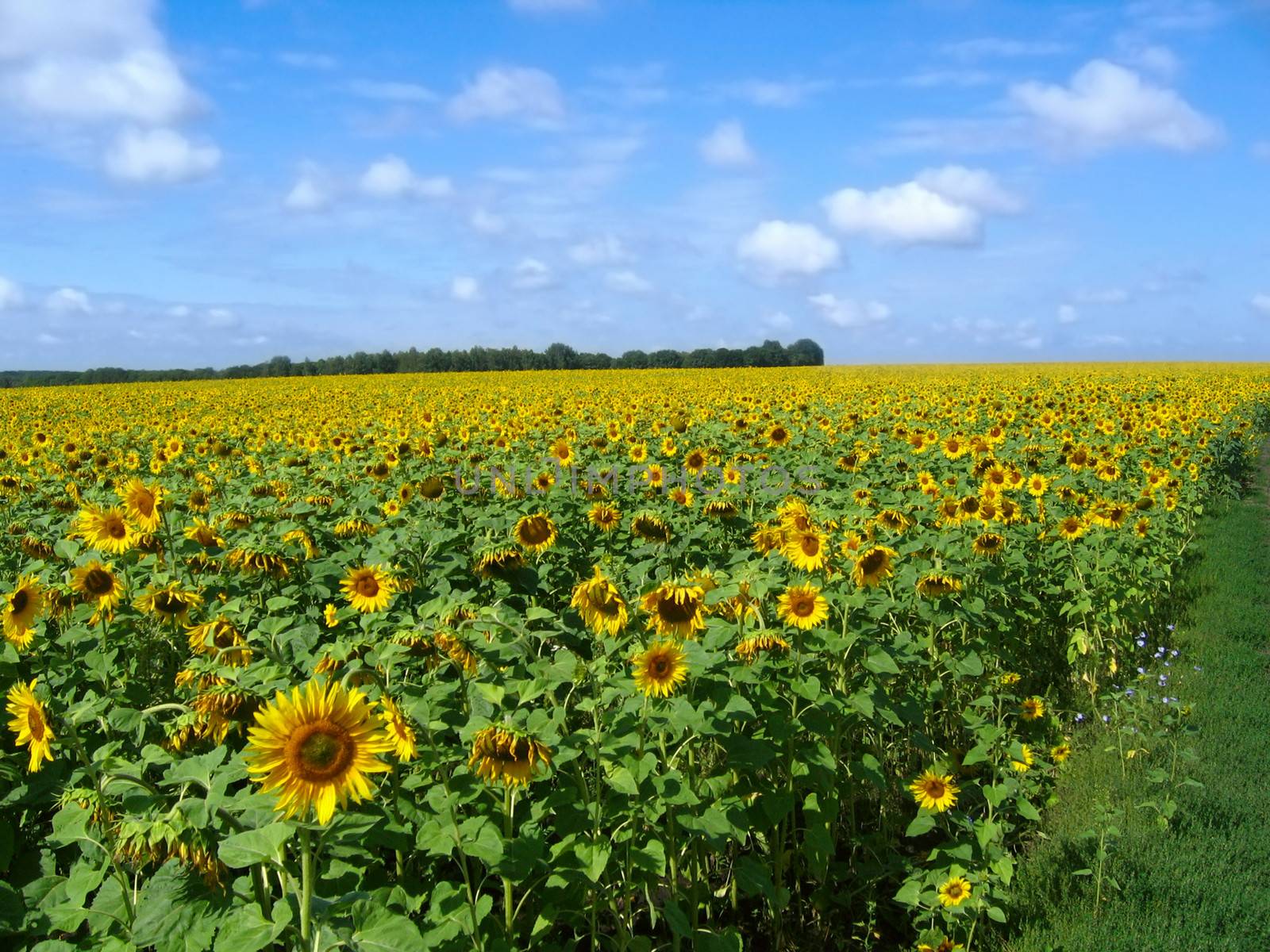field of sunflowers and blue sun sky by foryouinf
