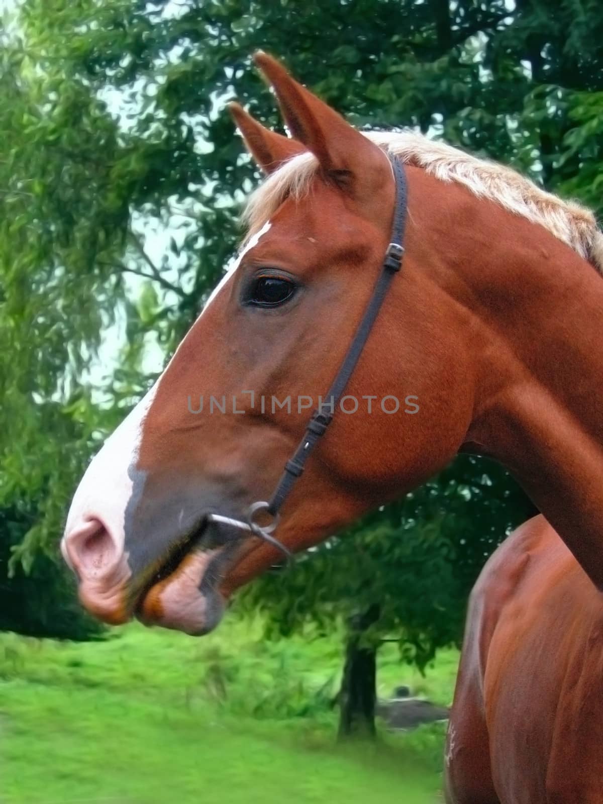 portrait of young horse on green grass background