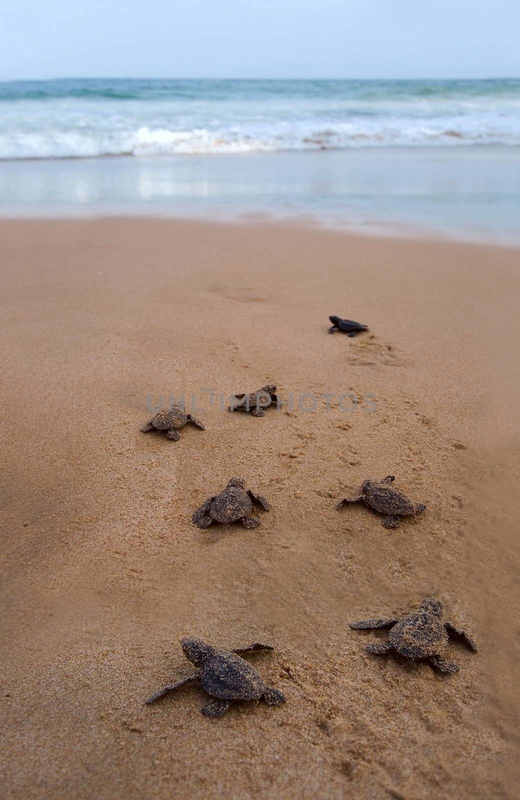 Baby turtles making it's way to the ocean