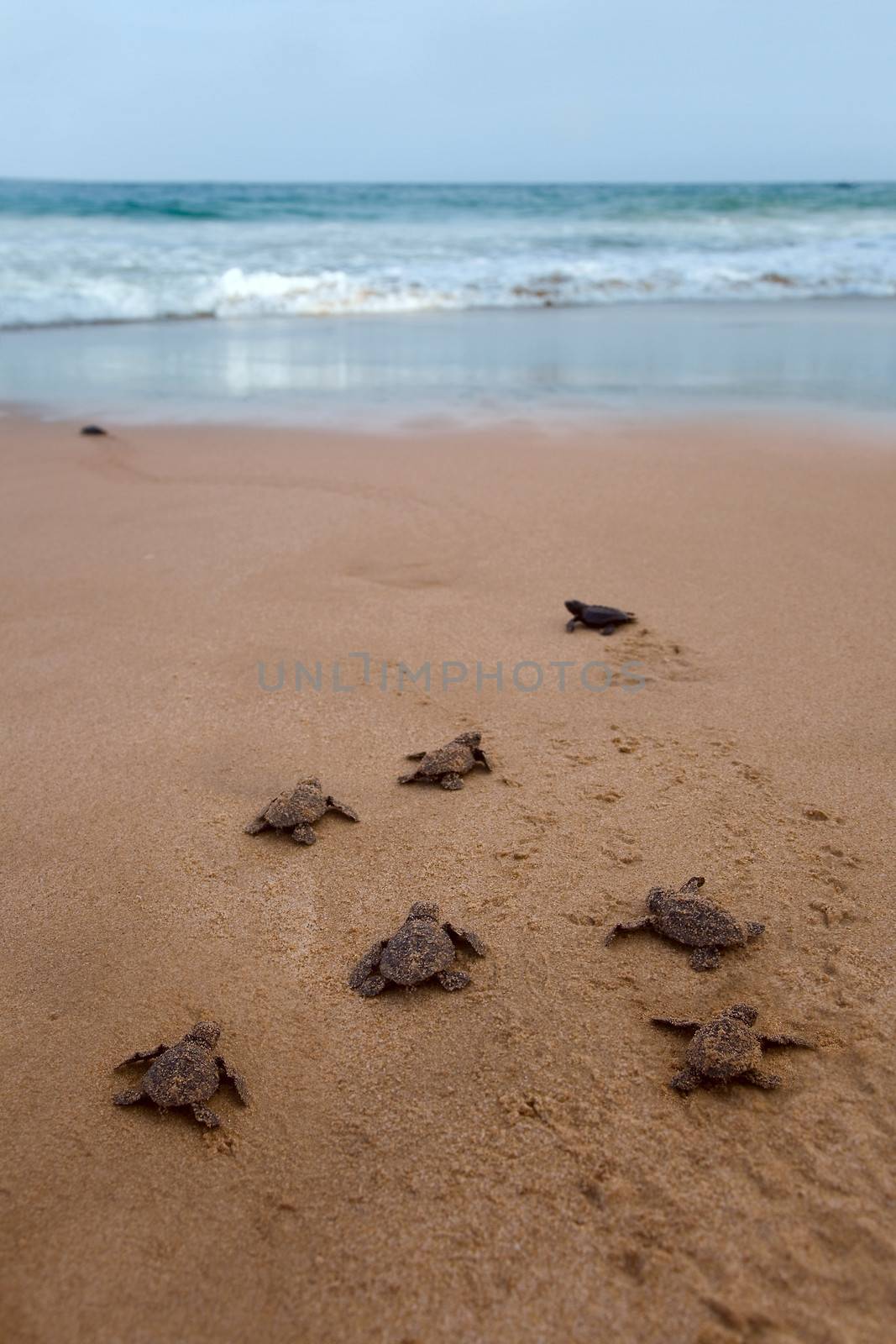 Newly hatched baby Loggerhead  turtle toward the ocean  by foryouinf
