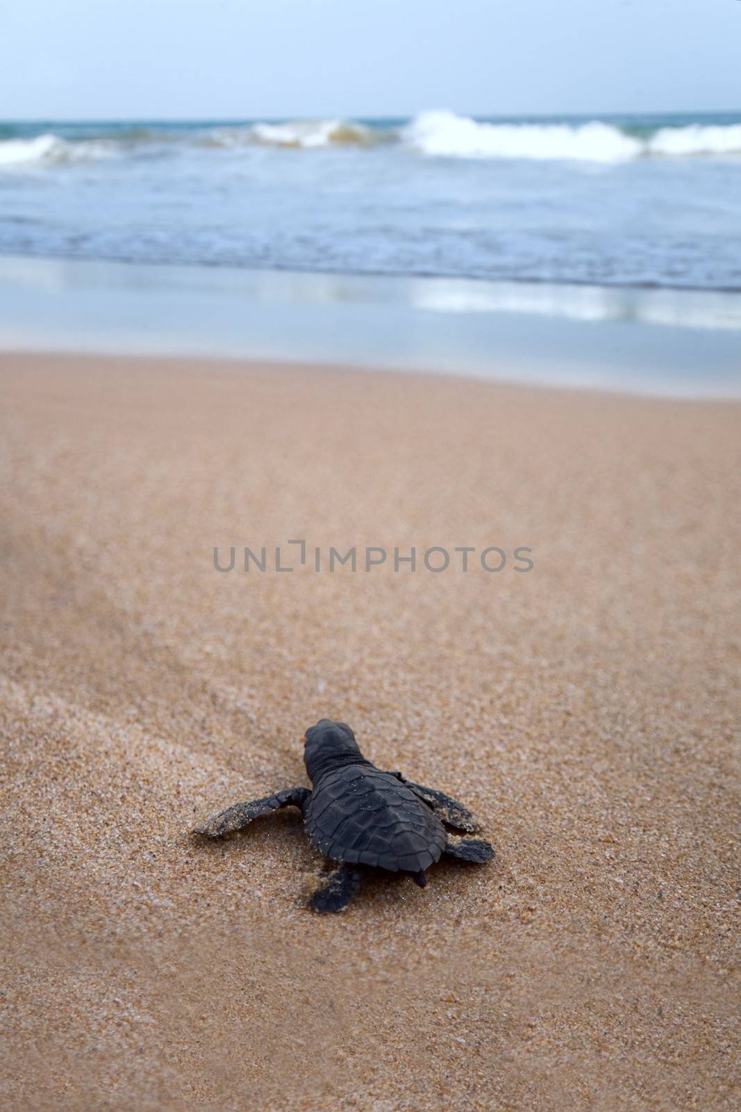 Newly hatched baby Loggerhead  turtle toward the ocean  by foryouinf