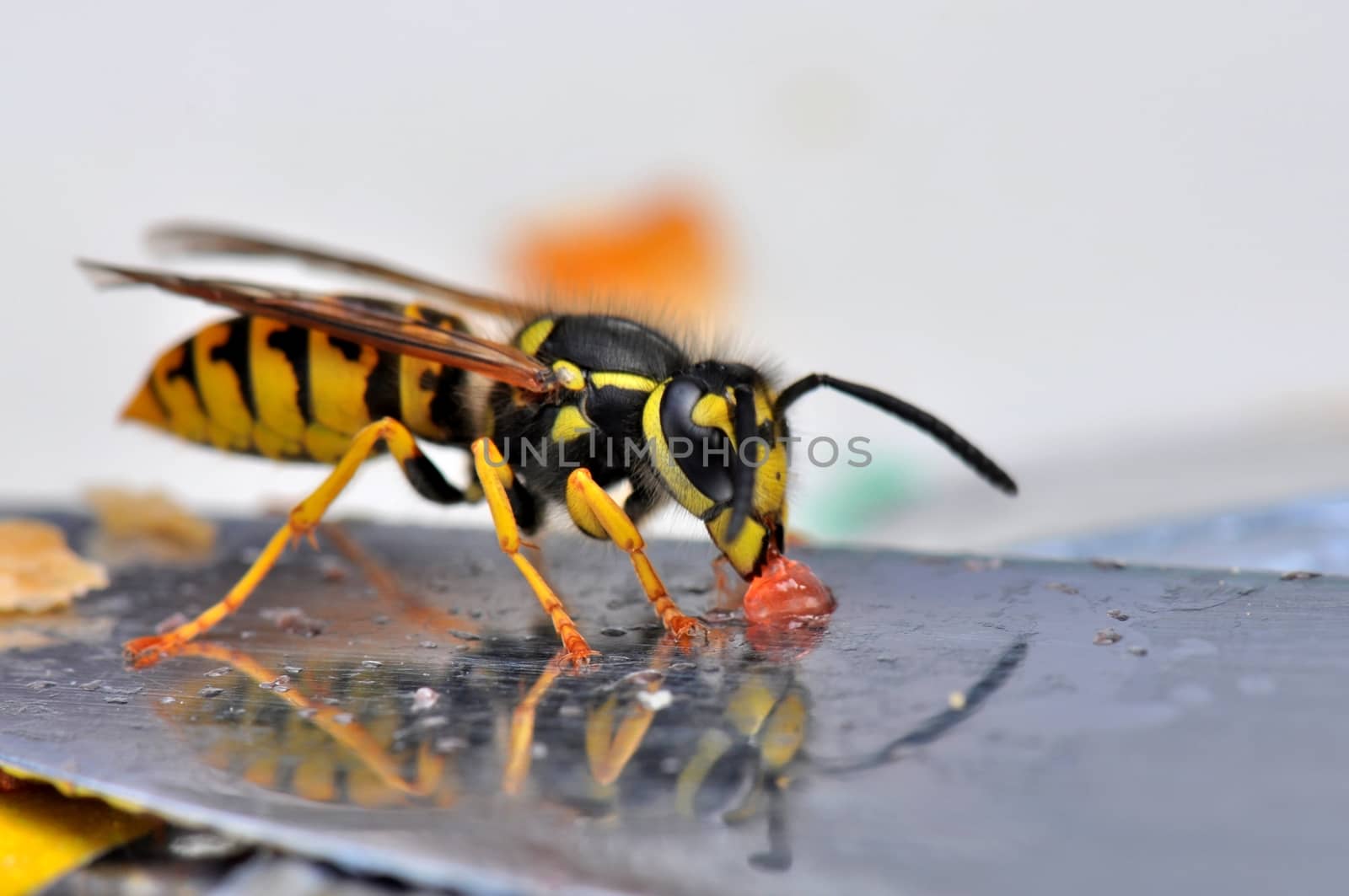 Macro of a wasp on a bread knife