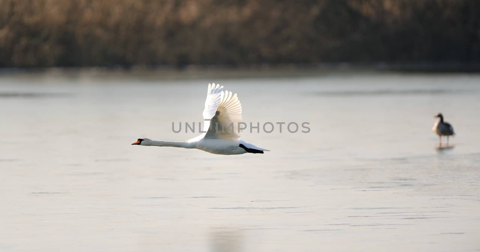 Swan flying low over the frozen lake