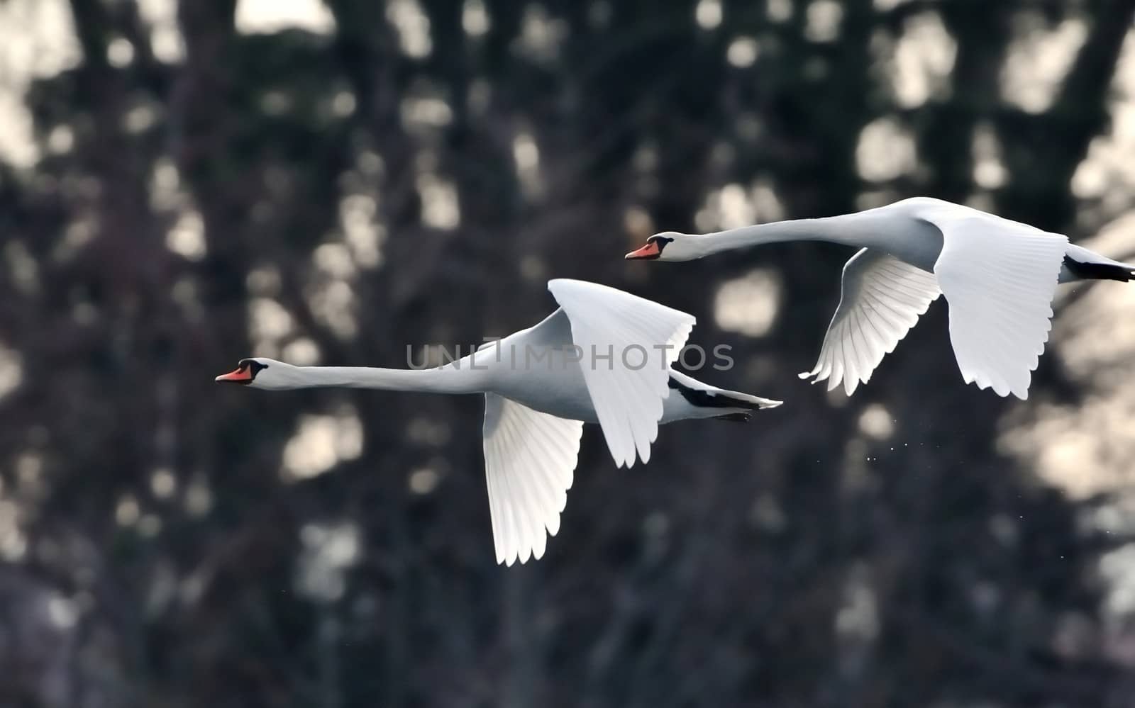 Swans in Flight