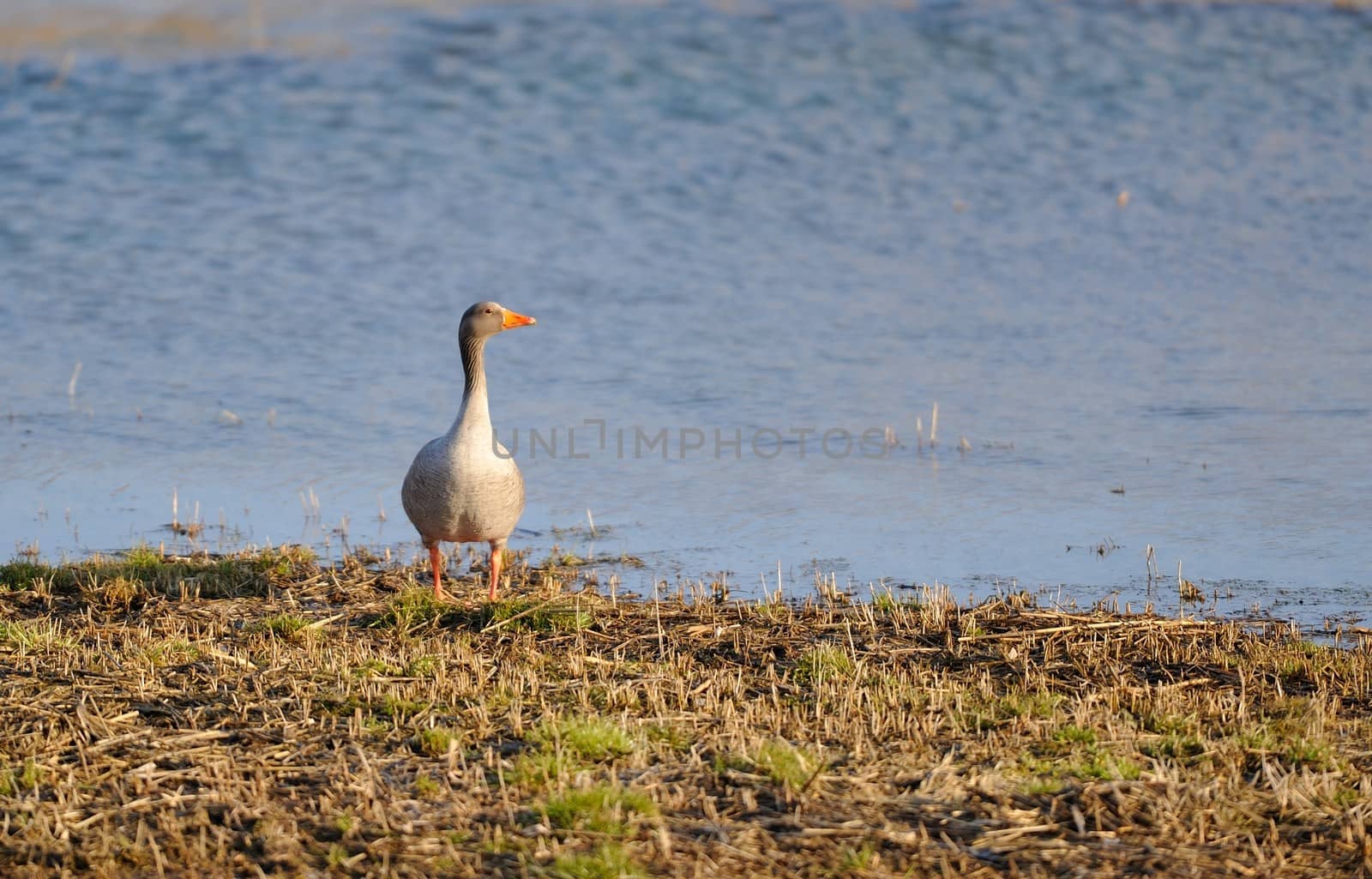 Grey Goose on the shore taking a bath in the sun.