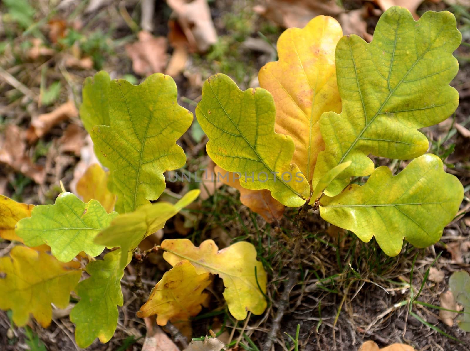 Autumn colored oak leaves on the forest floor
