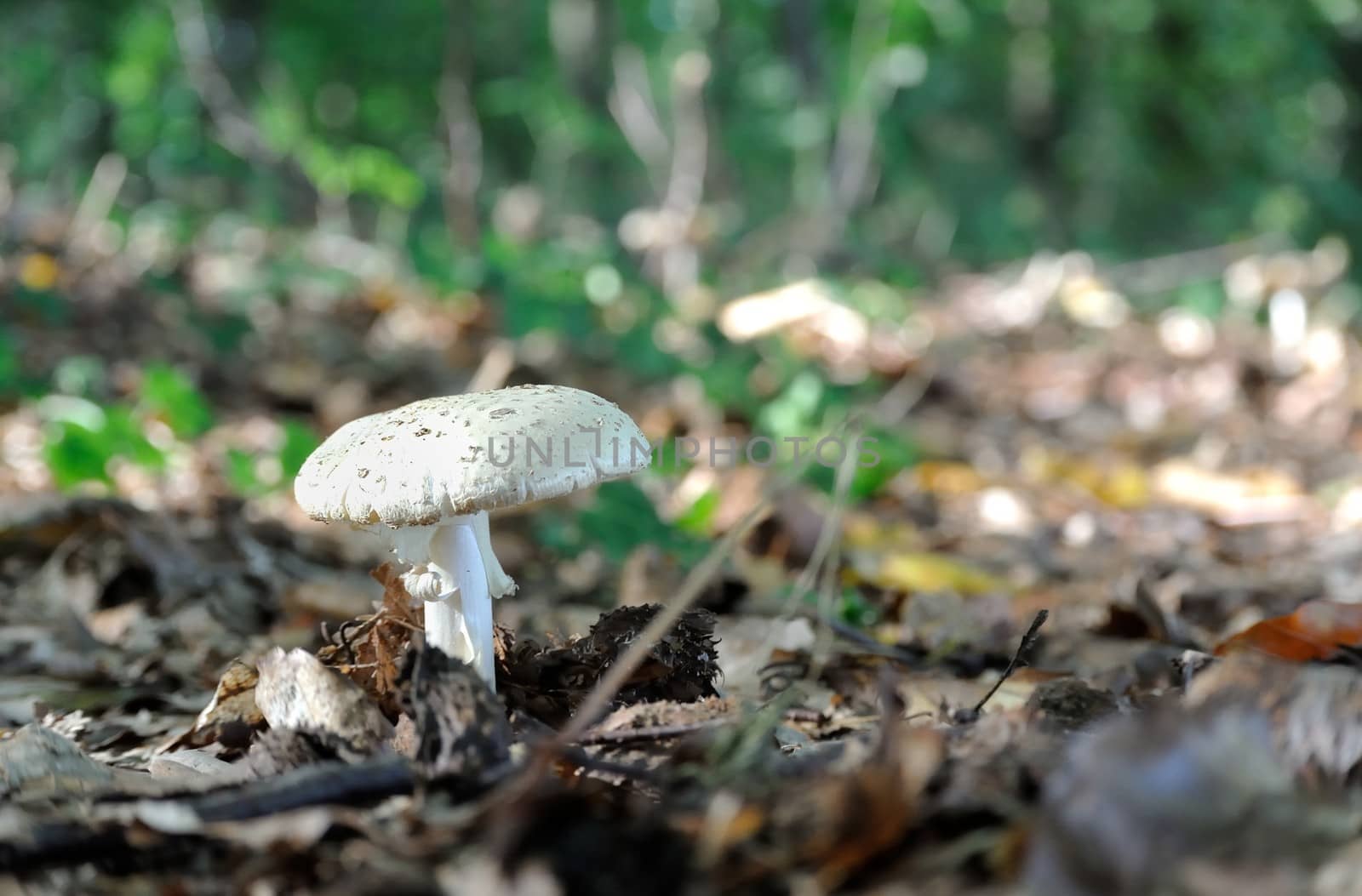 Mushroom on the floor in autumnal forest