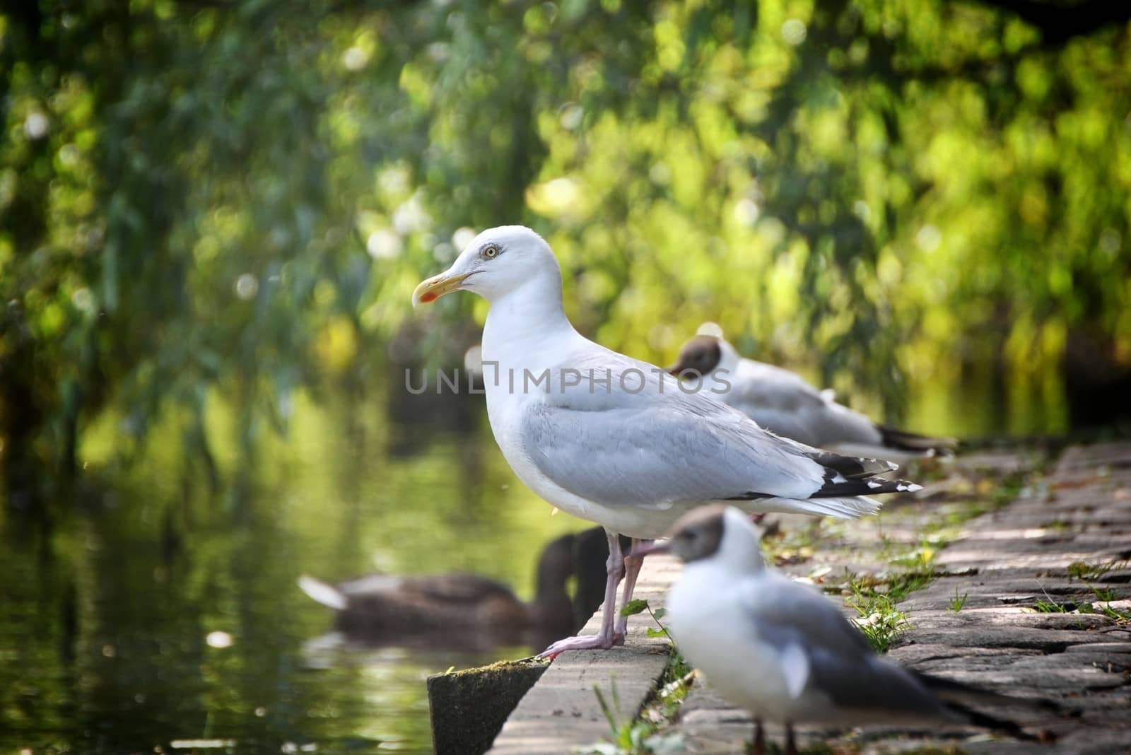 Herring gull in the park by the lake