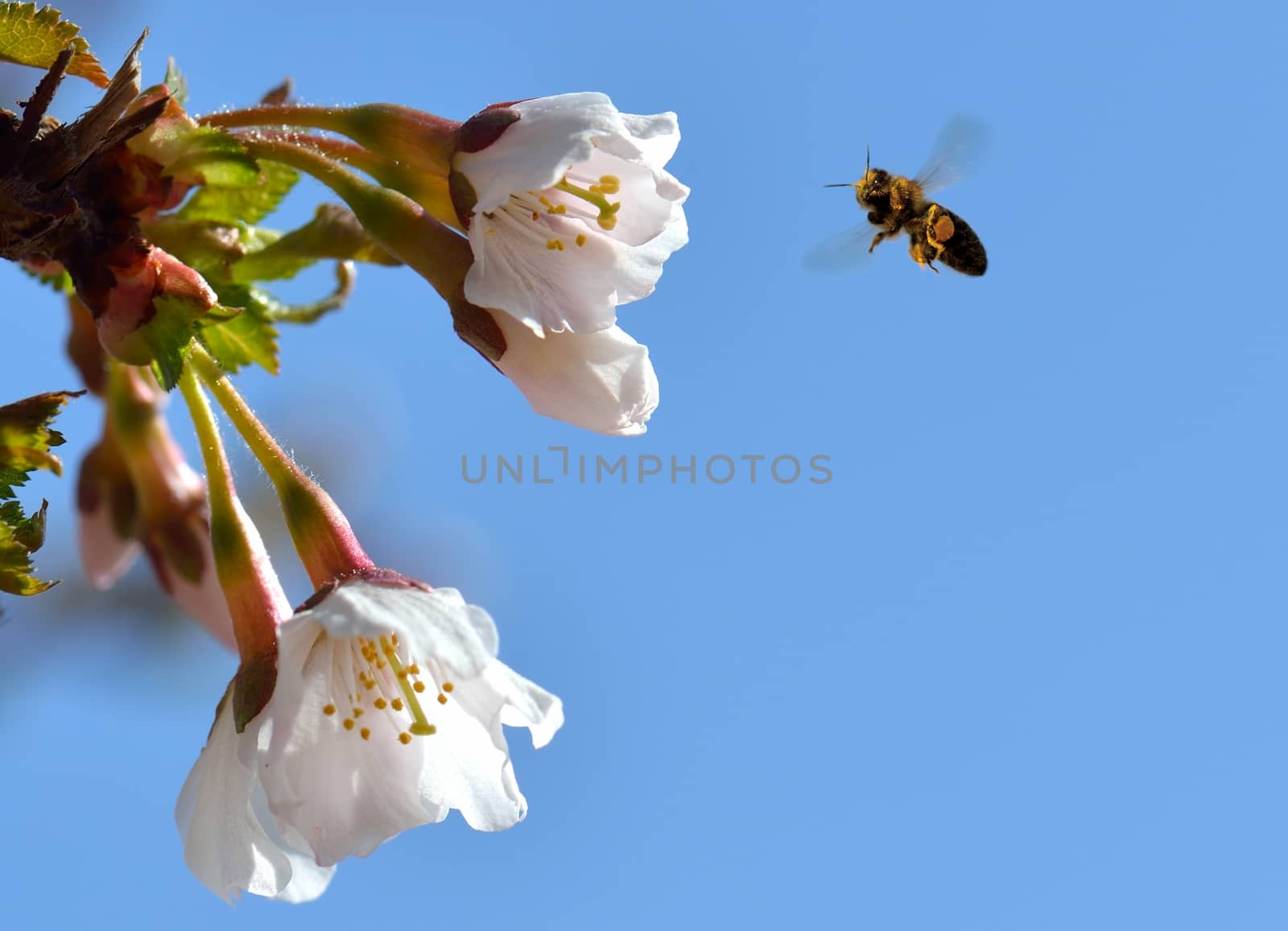 A bee on a flower in flight