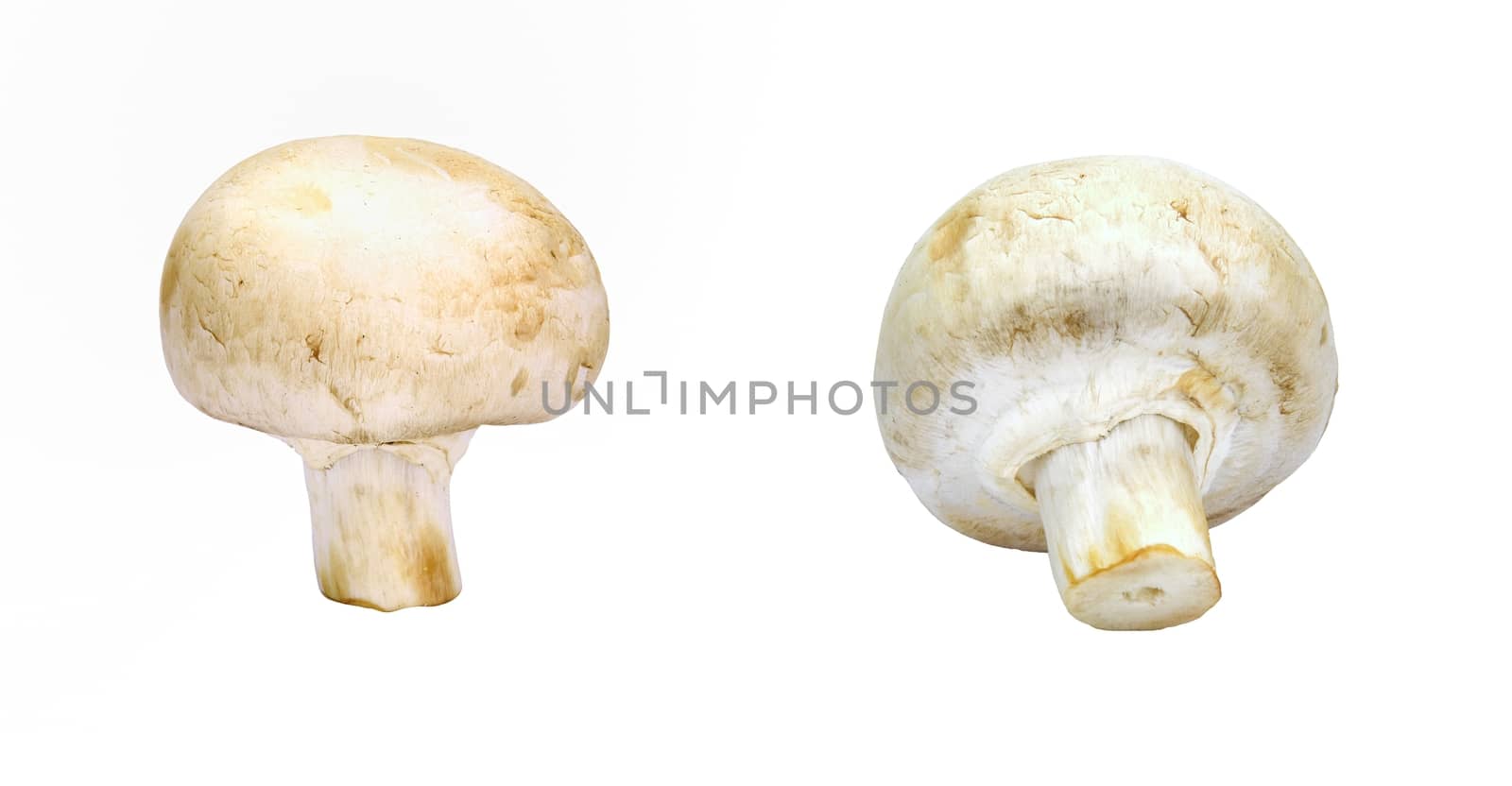 Isolated raw mushroom over white background