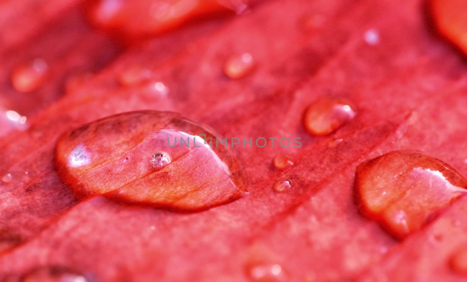 Raindrops on red leaf