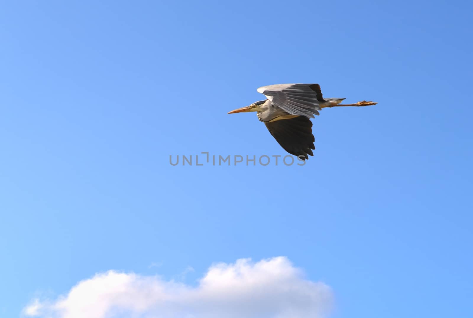 A gray heron in flight just before landing