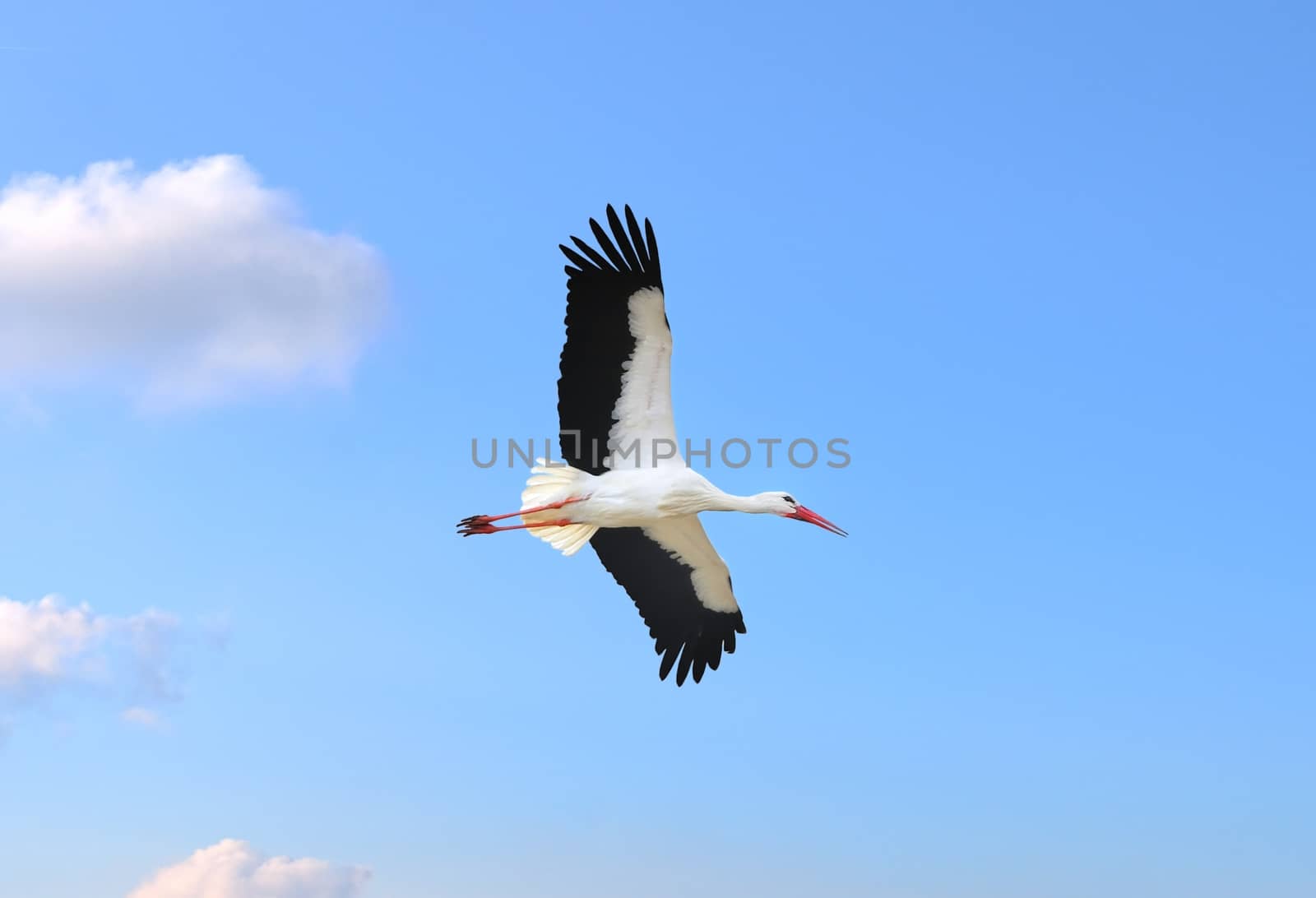 Stork in flight on a blue sky