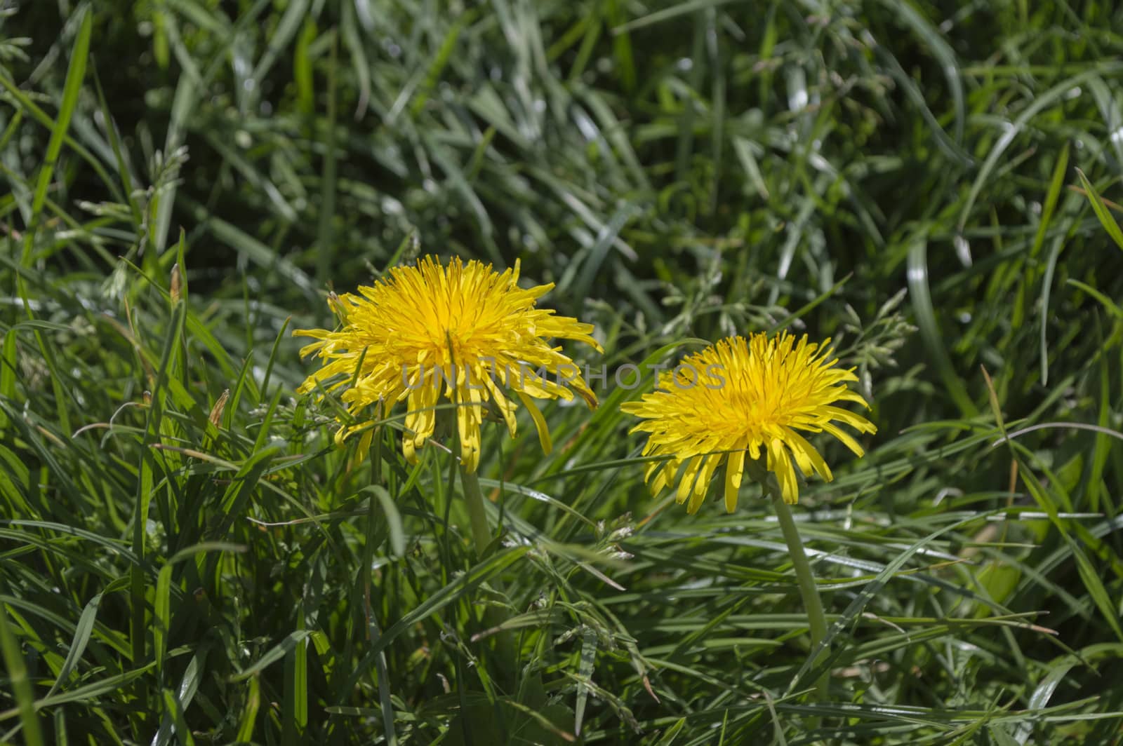 dandelion Taraxacum officinalis  in green grass