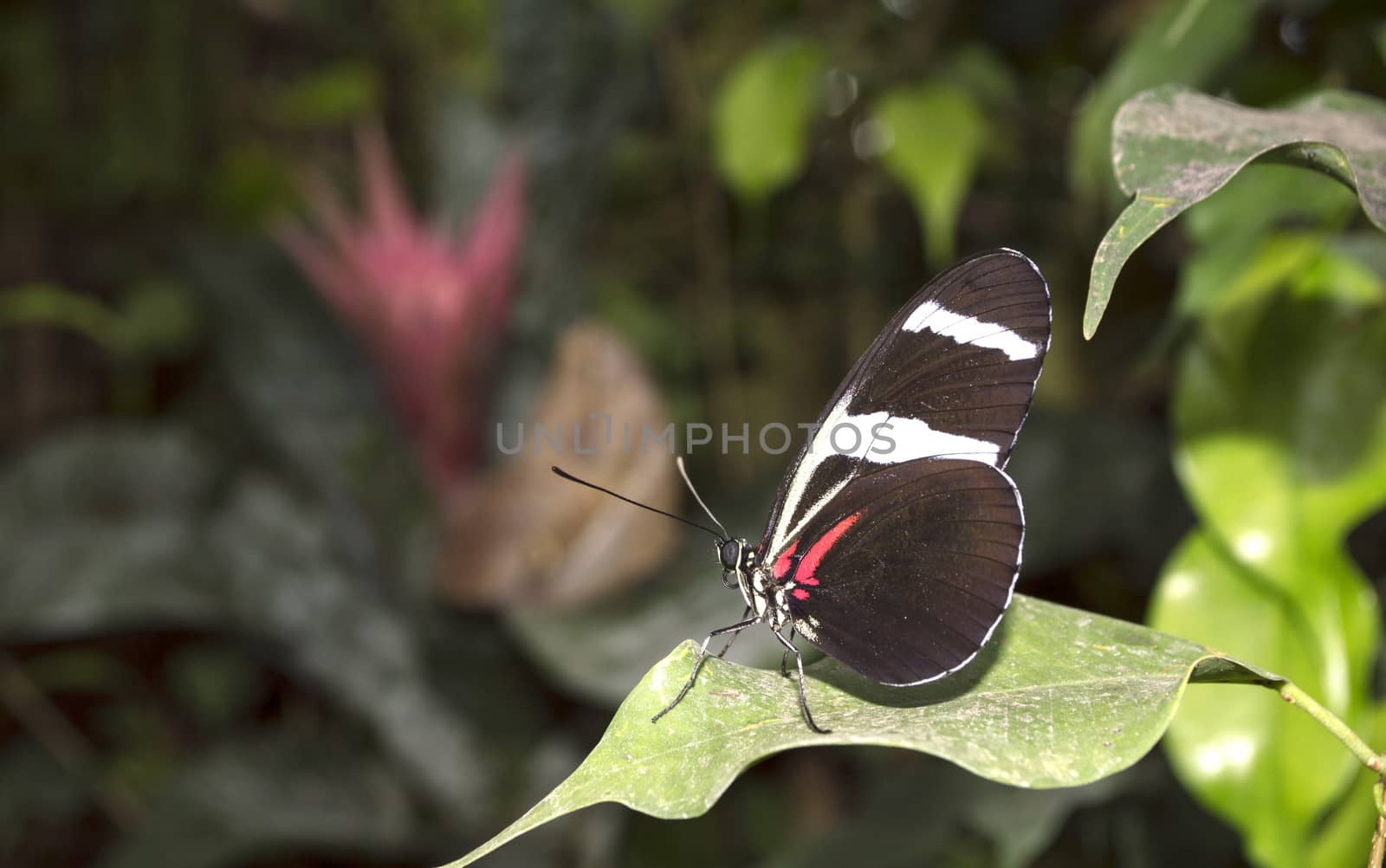 Doris Longwing butterfly Heliconius doris by compuinfoto