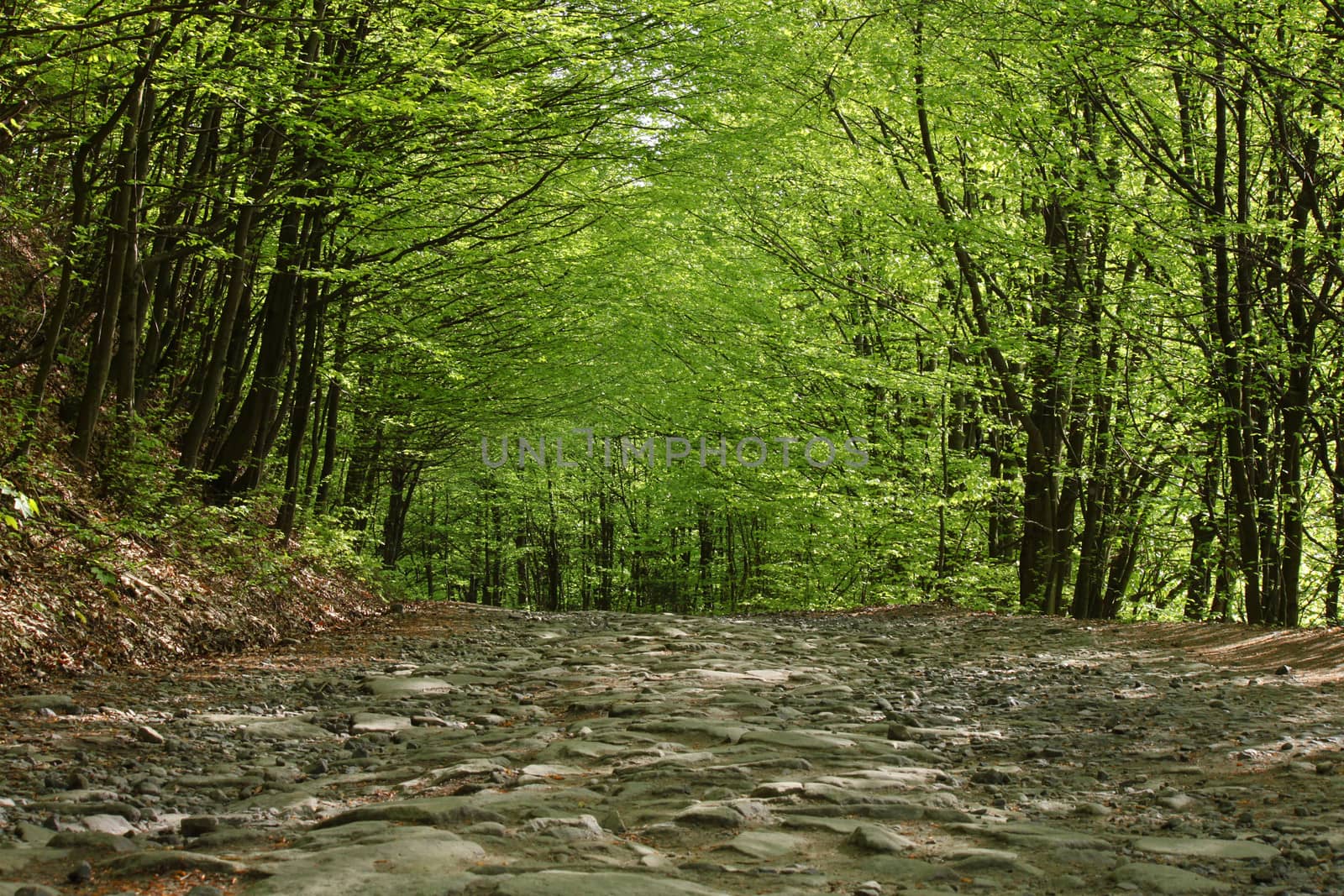 cobblestone road in deciduous forest