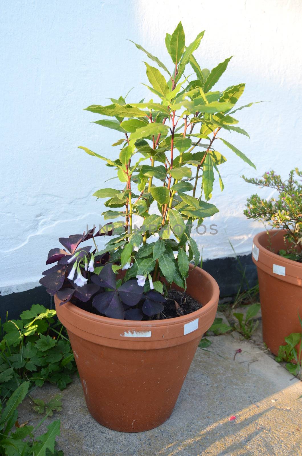 bay leaf
