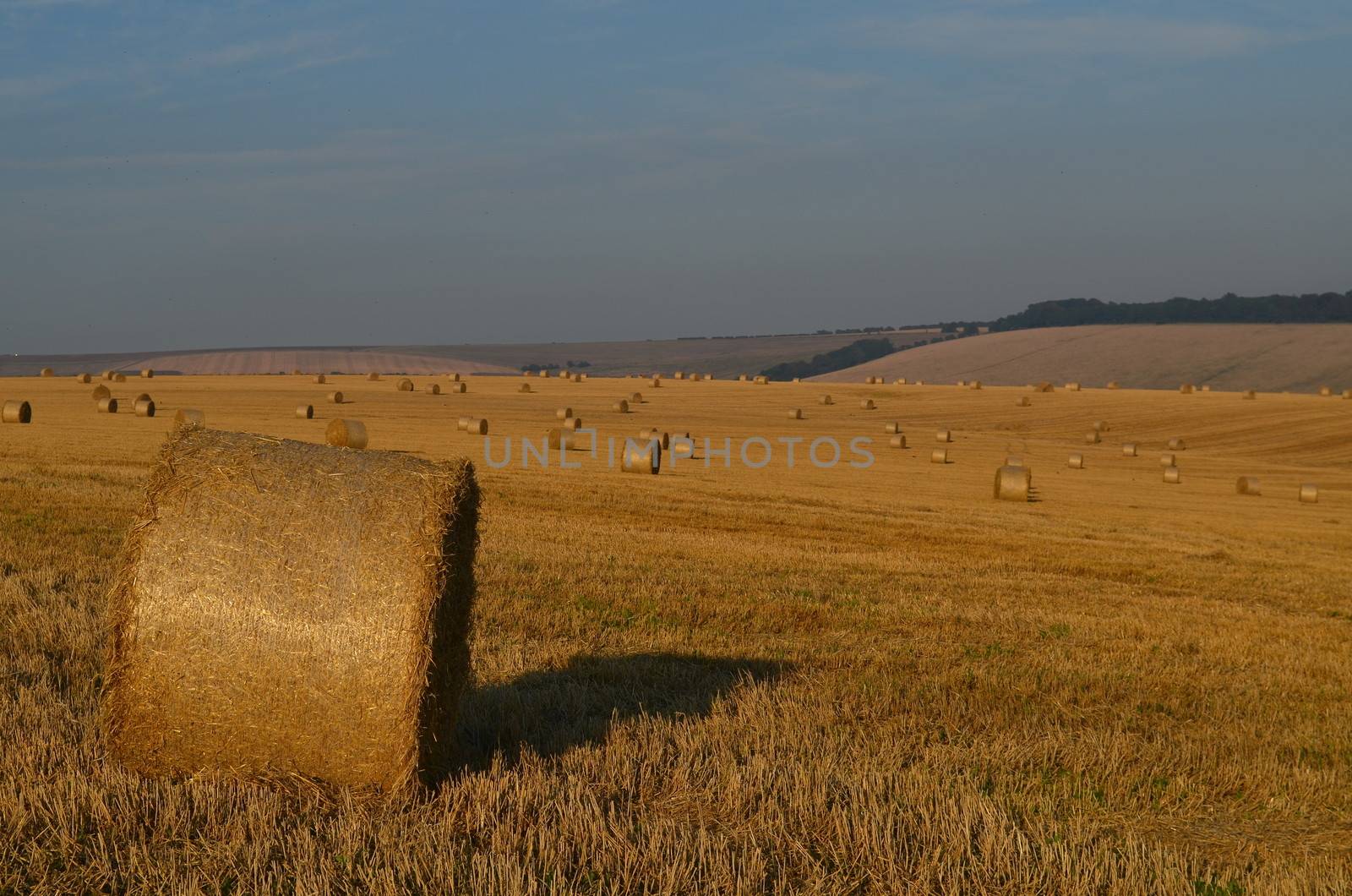 Round hay bales in a Sussex field at harvest time.