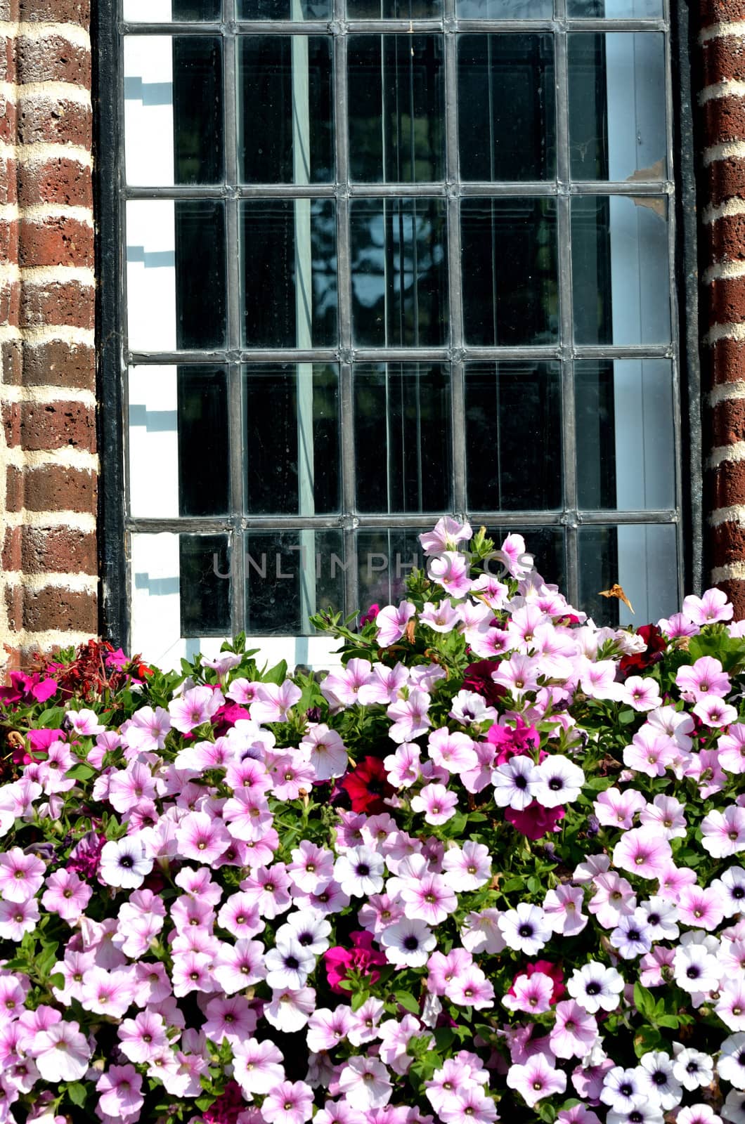 Flowers with window