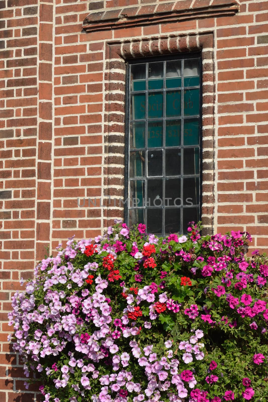 Flowers below window